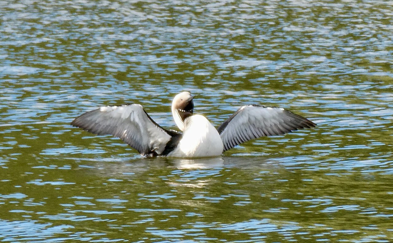 Valokuvaaja: Liisa Niiva-Korpela