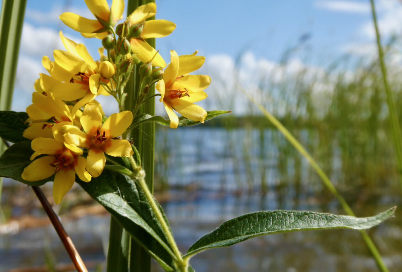 Valokuvaaja: Liisa Niiva-Korpela