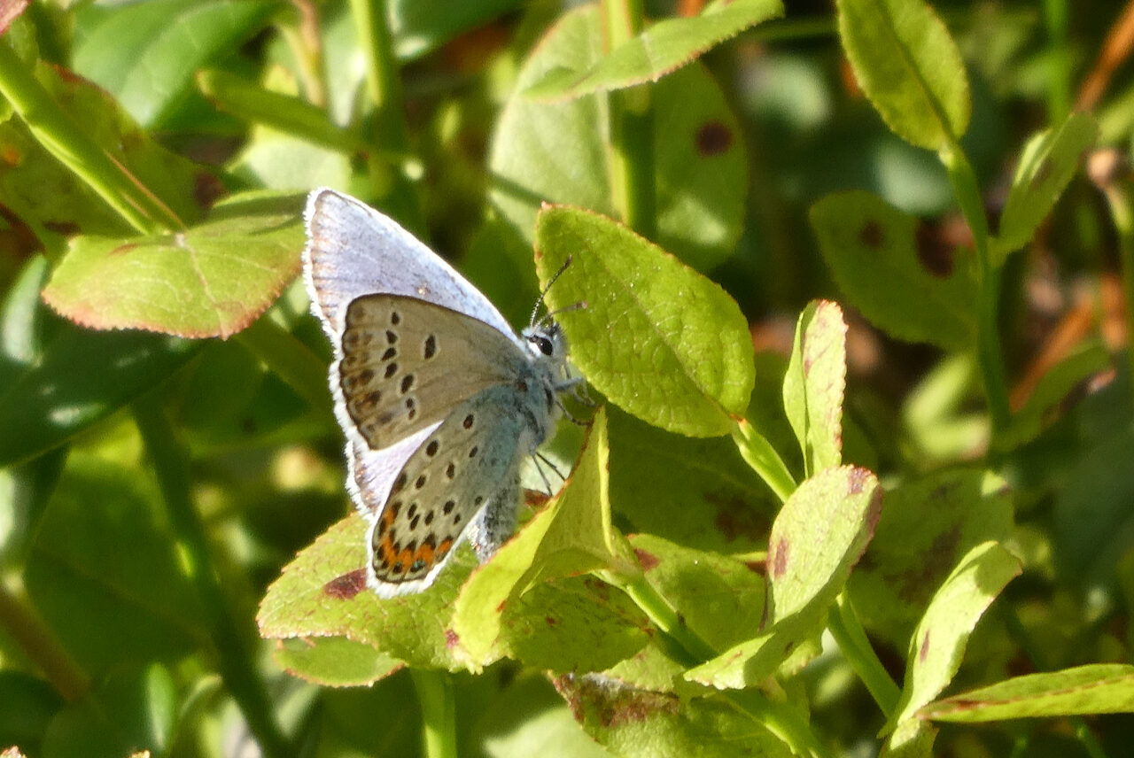 Valokuvaaja: Liisa Niiva-Korpela Valokuvaaja: Liisa Niiva-Korpela