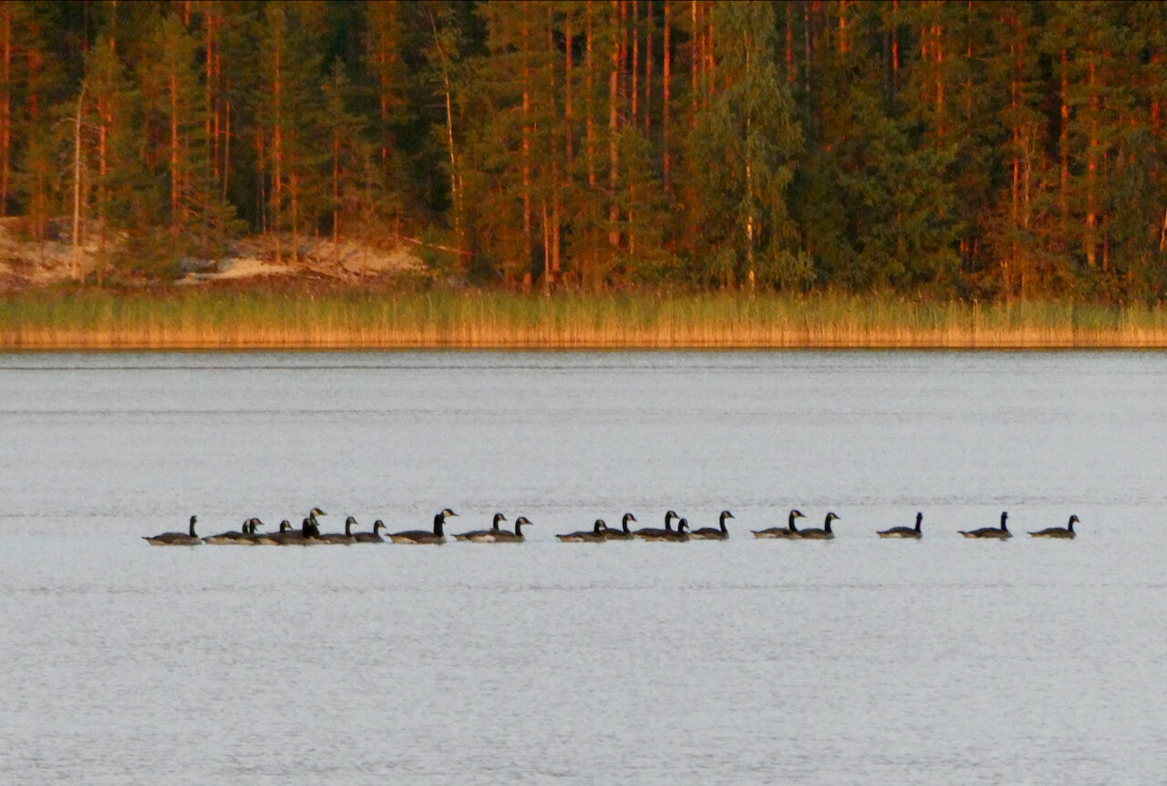 Valokuvaaja: Liisa Niiva-Korpela