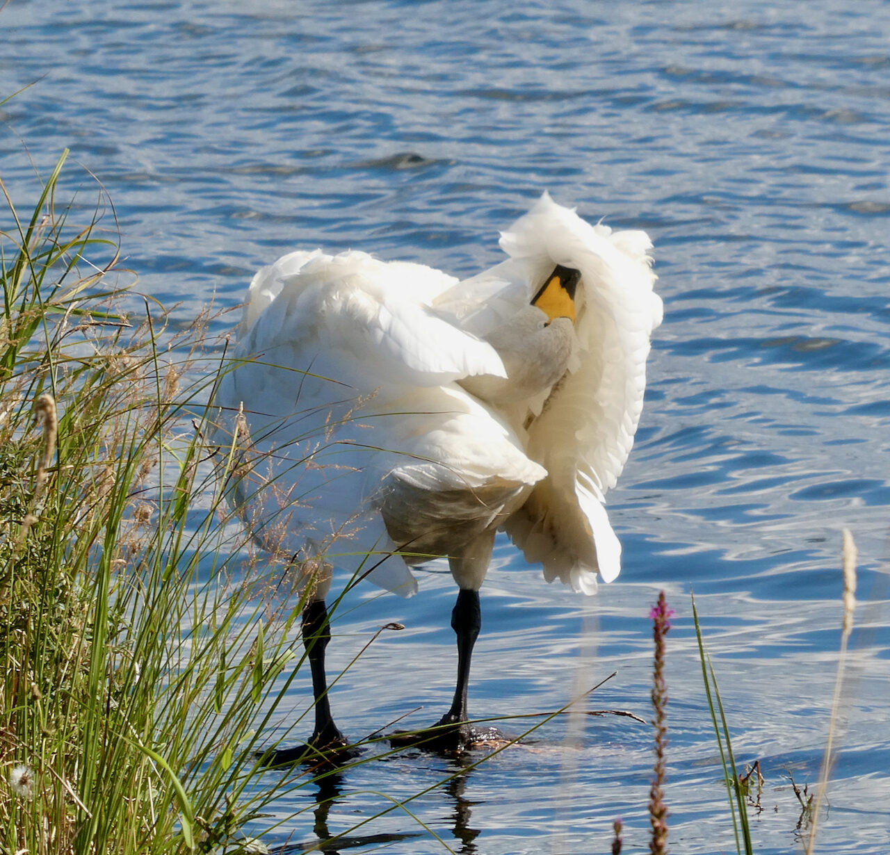 Valokuvaaja: Liisa Niiva-Korpela