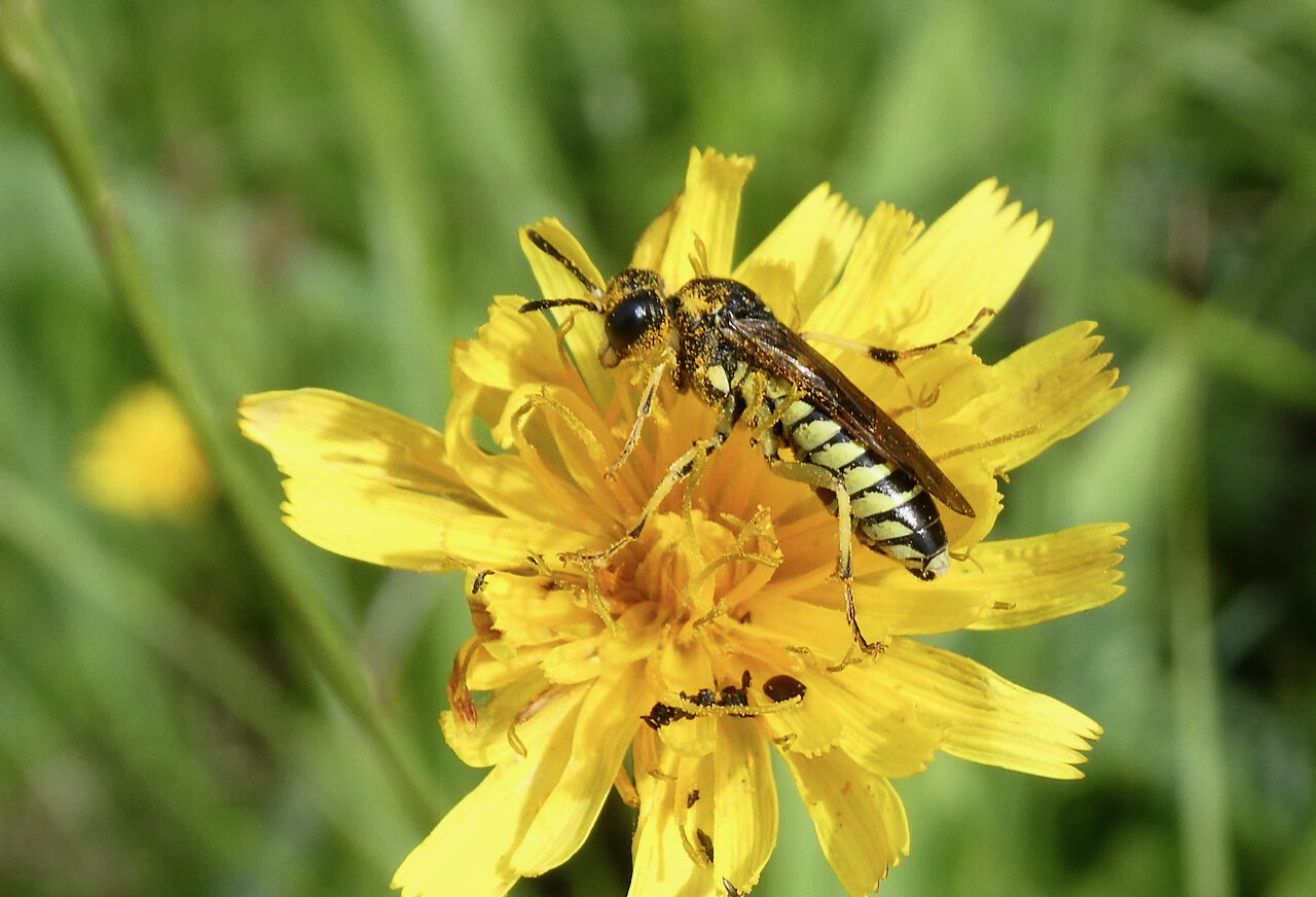 Valokuvaaja: Liisa Niiva-Korpela