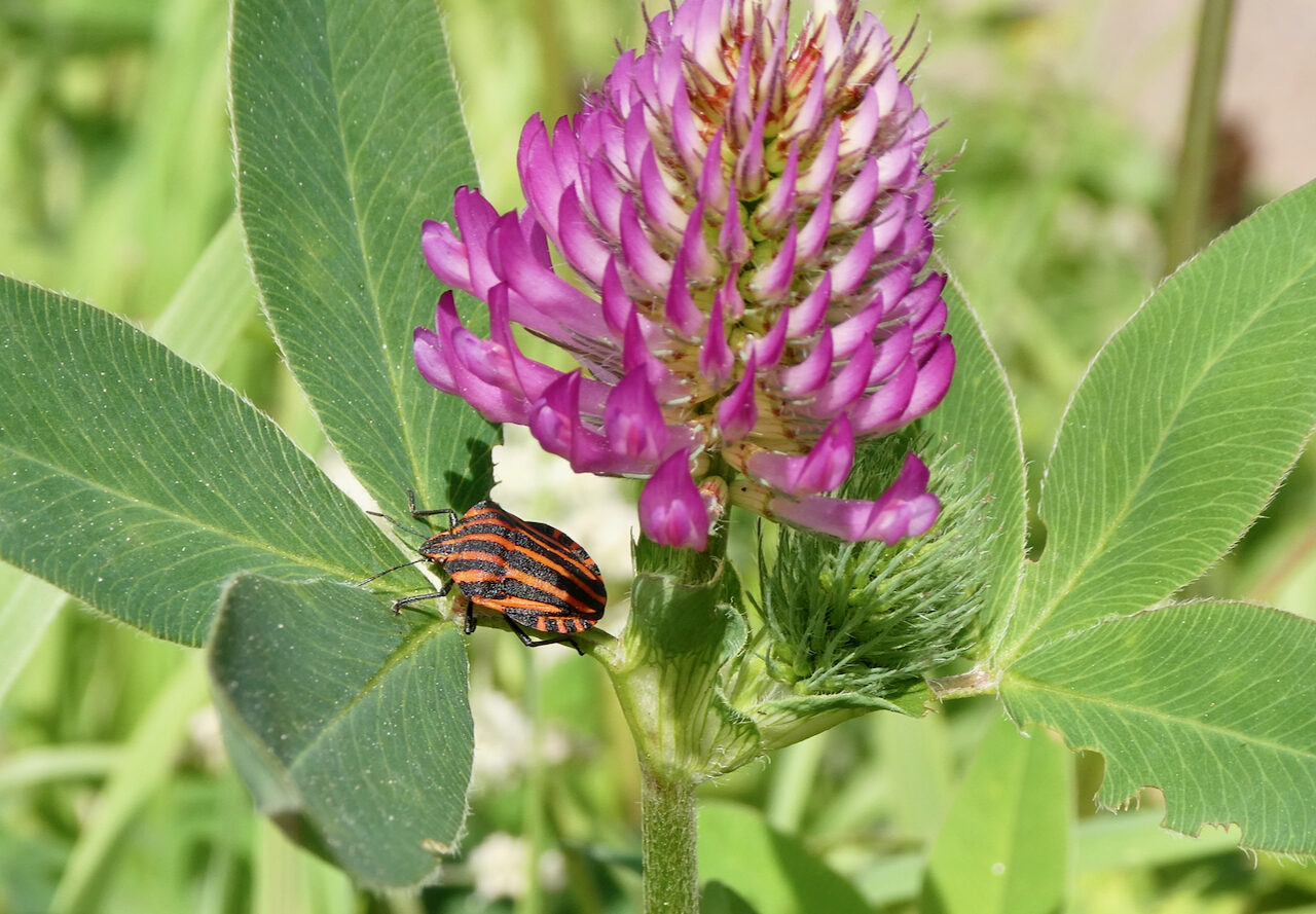 Valokuvaaja: Liisa Niiva-Korpela
