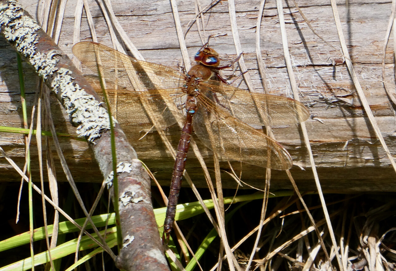 Valokuvaaja: Liisa Niiva-Korpela