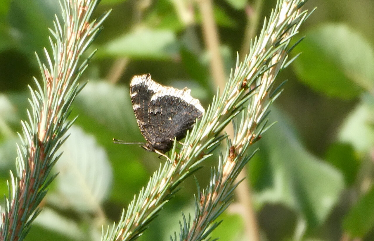 Valokuvaaja: Liisa Niiva-Korpela