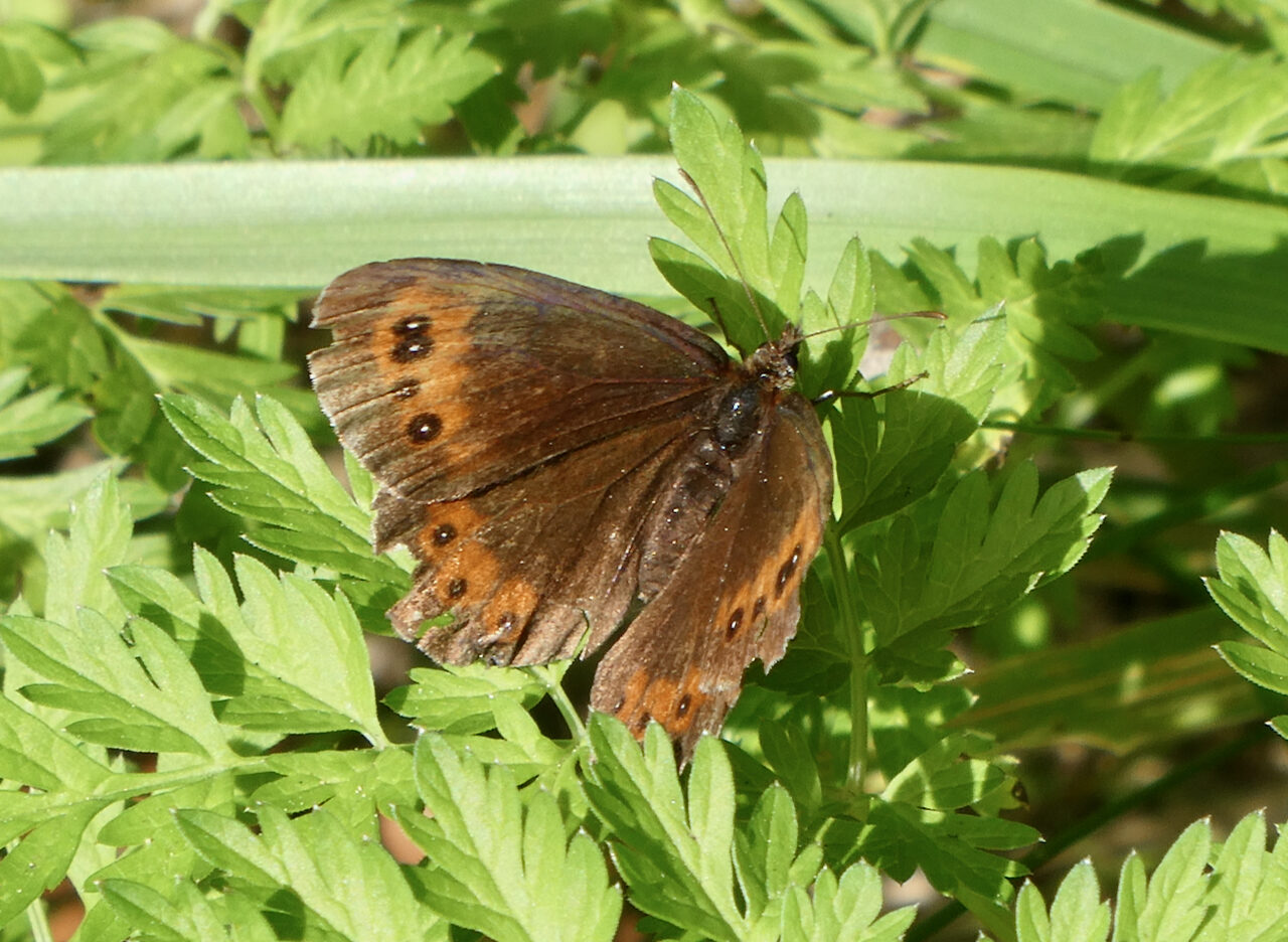 Valokuvaaja: Liisa Niiva-Korpela