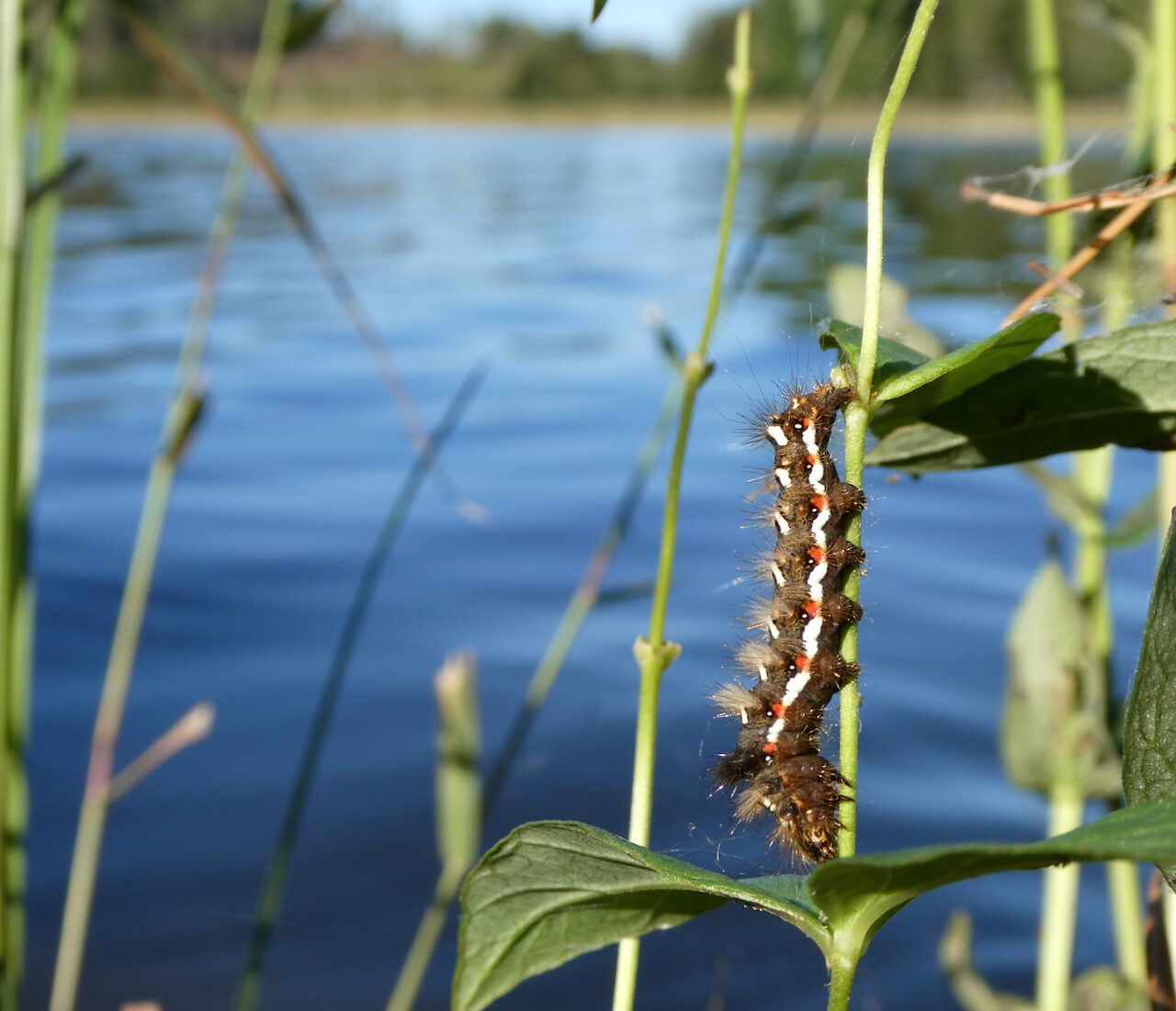Valokuvaaja: Liisa Niiva-Korpela