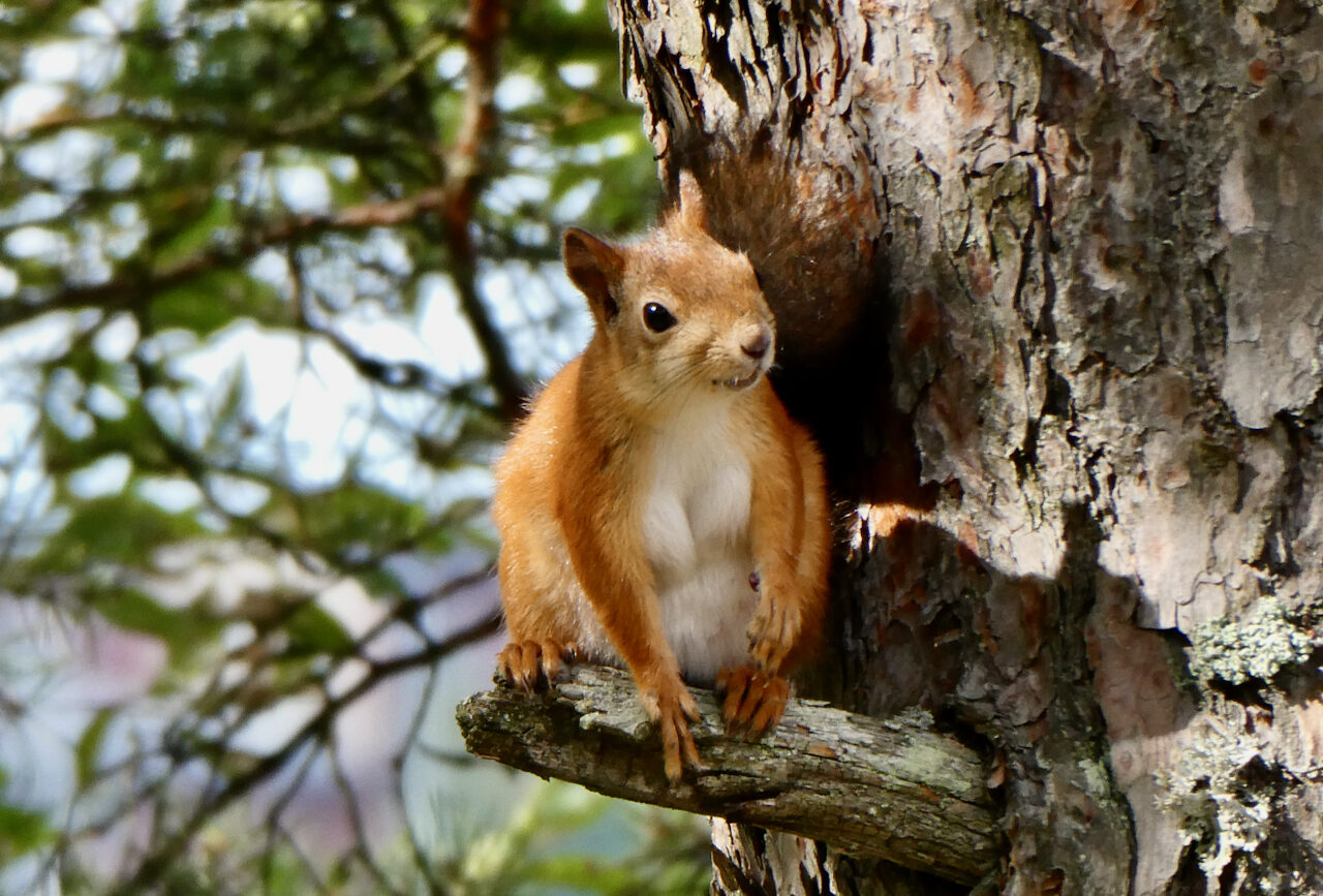 Valokuvaaja: Liisa Niiva-Korpela