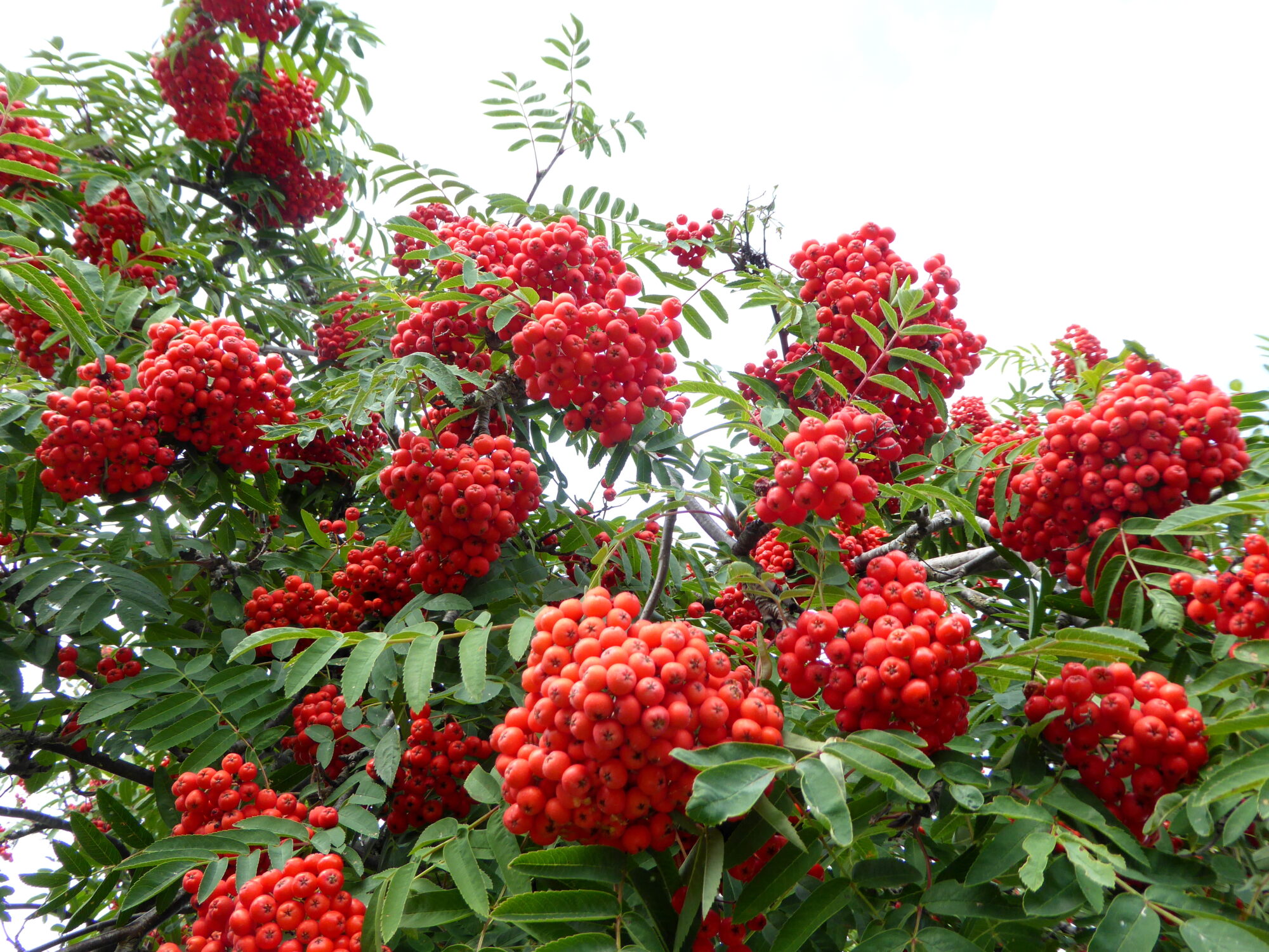 Valokuvaaja: Toni Asikainen