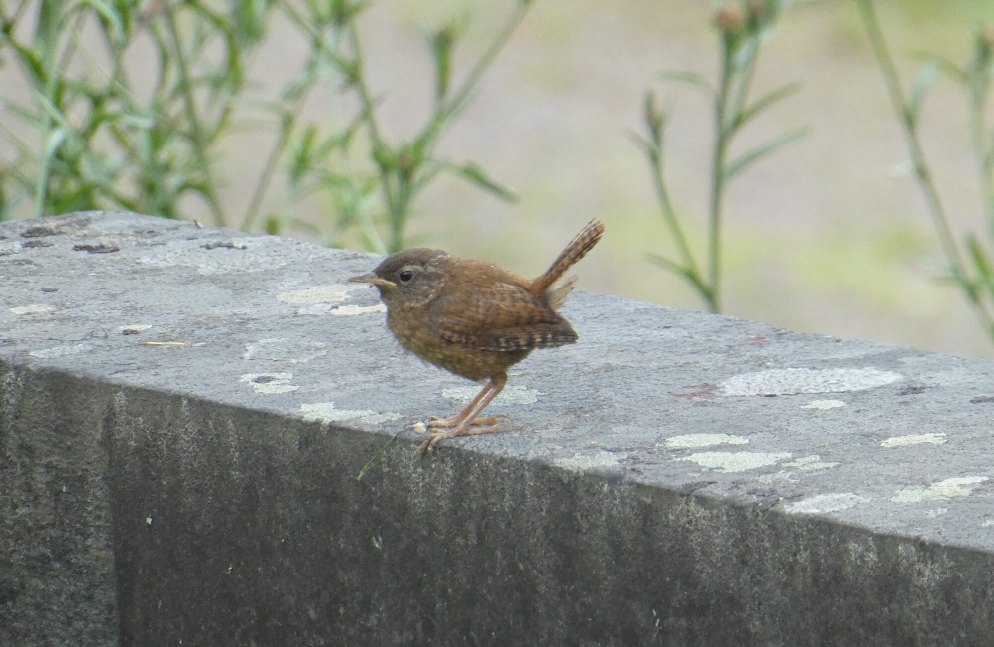 Valokuvaaja: Anja Mustamaa Valokuvaaja: Anja Mustamaa