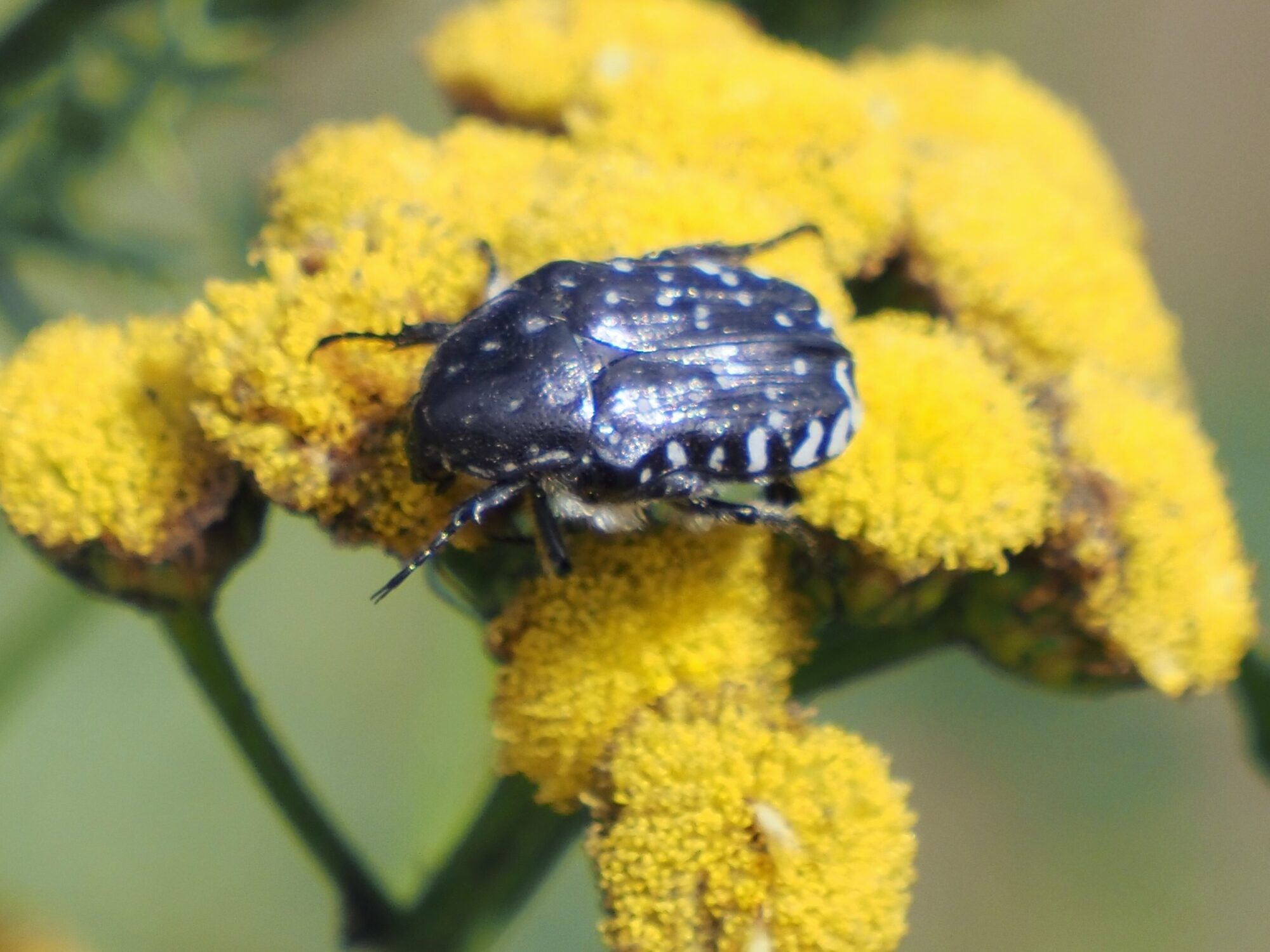 Valokuvaaja: Arja Valtonen