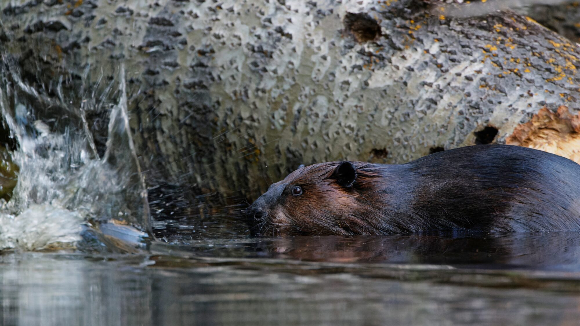 Valokuvaaja: TOMMI KUJALA