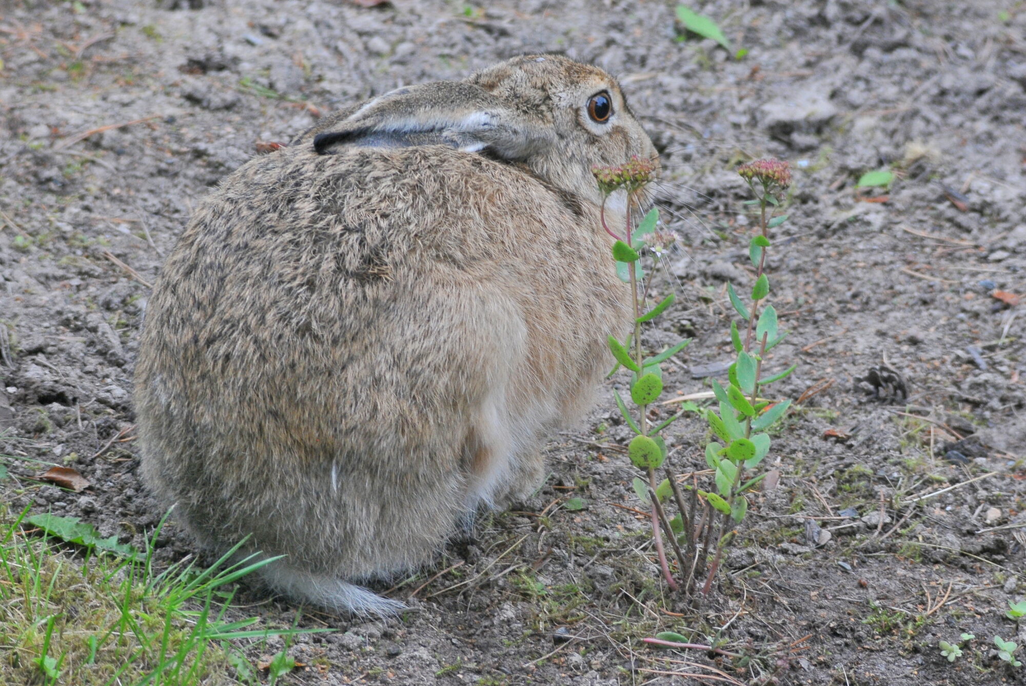Valokuvaaja: Kaarlo Asikainen