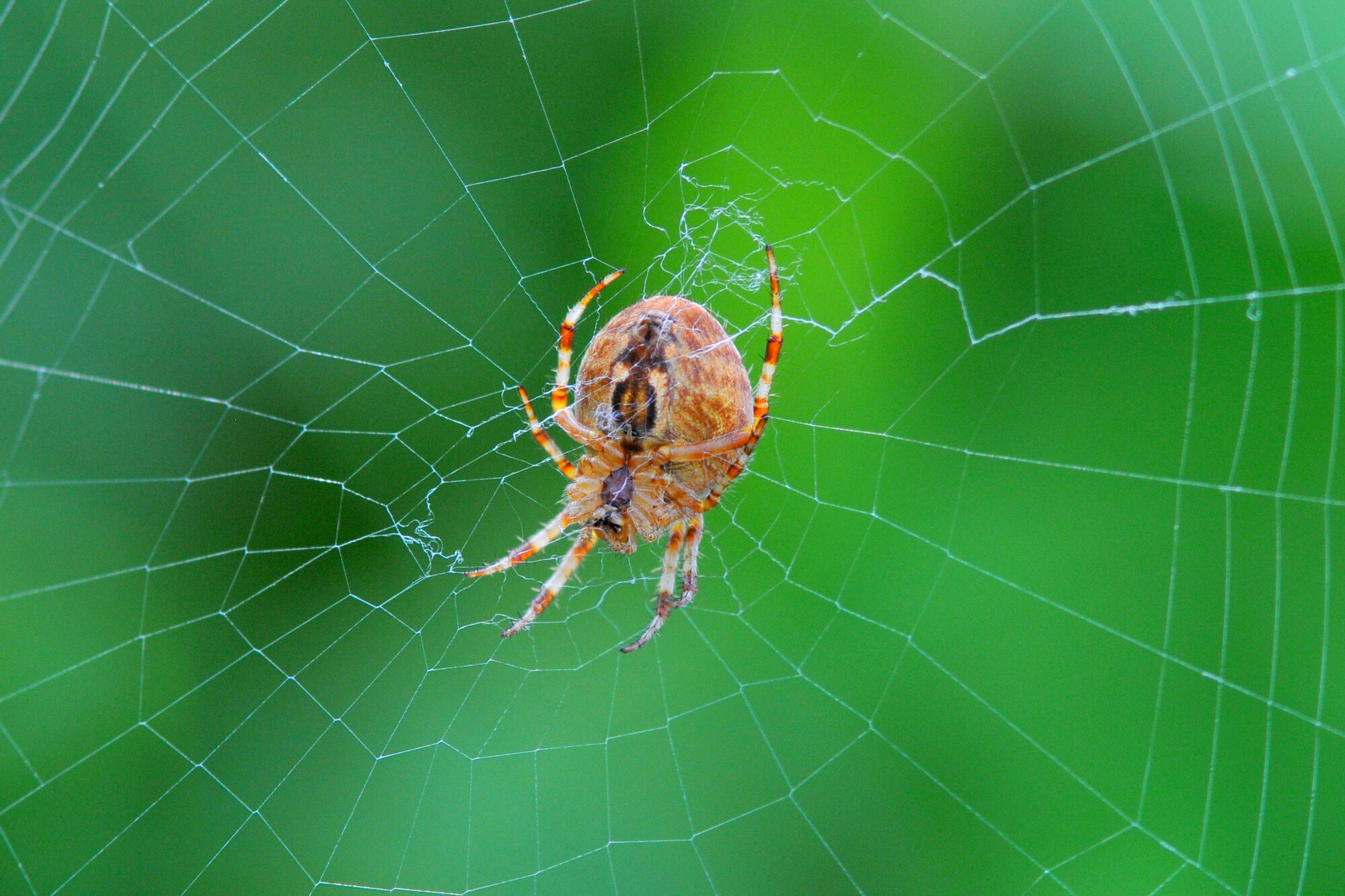 Valokuvaaja: Kaarlo Asikainen