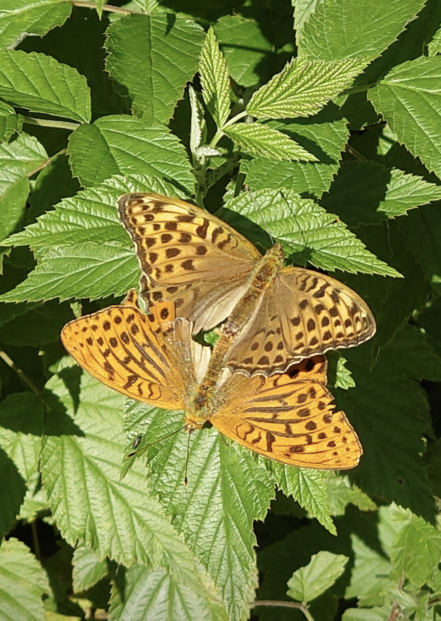 Valokuvaaja: Jouni Roppola.