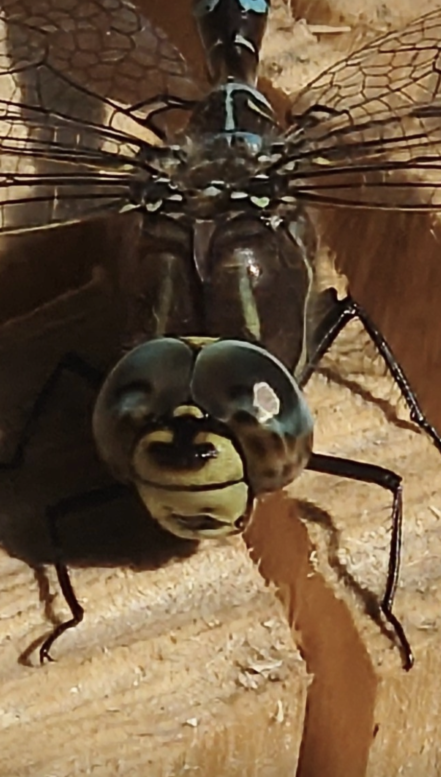 Valokuvaaja: Jouni Roppola.