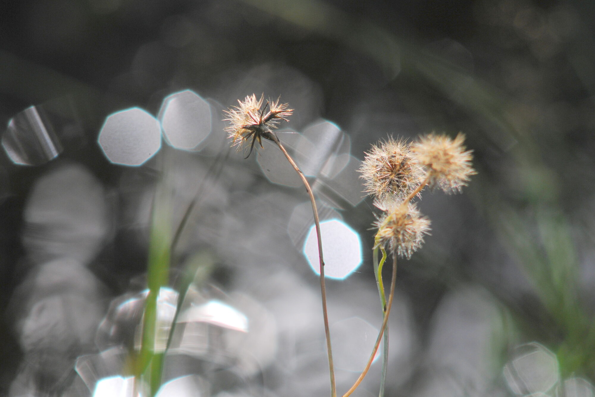 Valokuvaaja: Kaarlo Asikainen