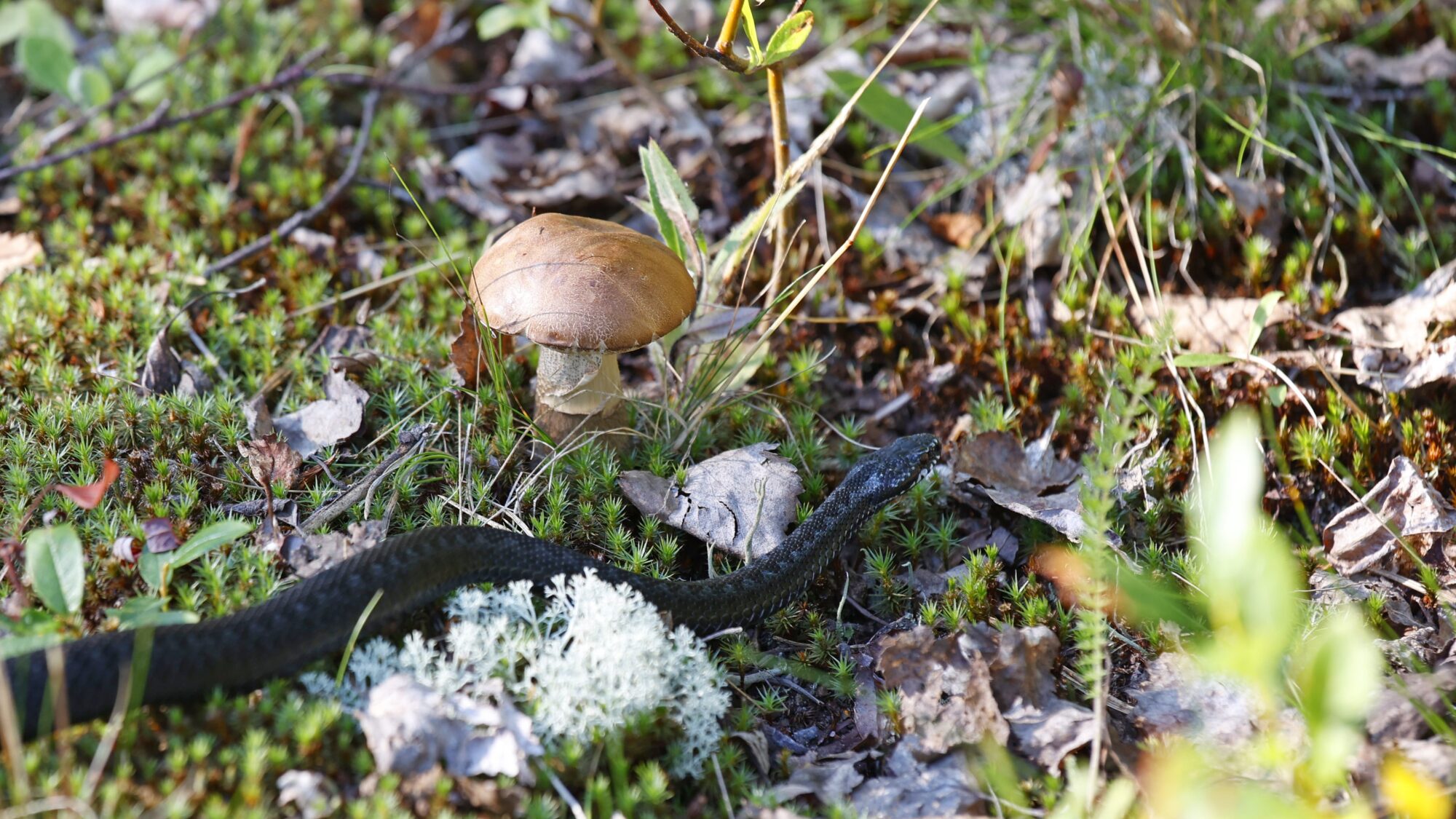 Valokuvaaja: TOMMI KUJALA