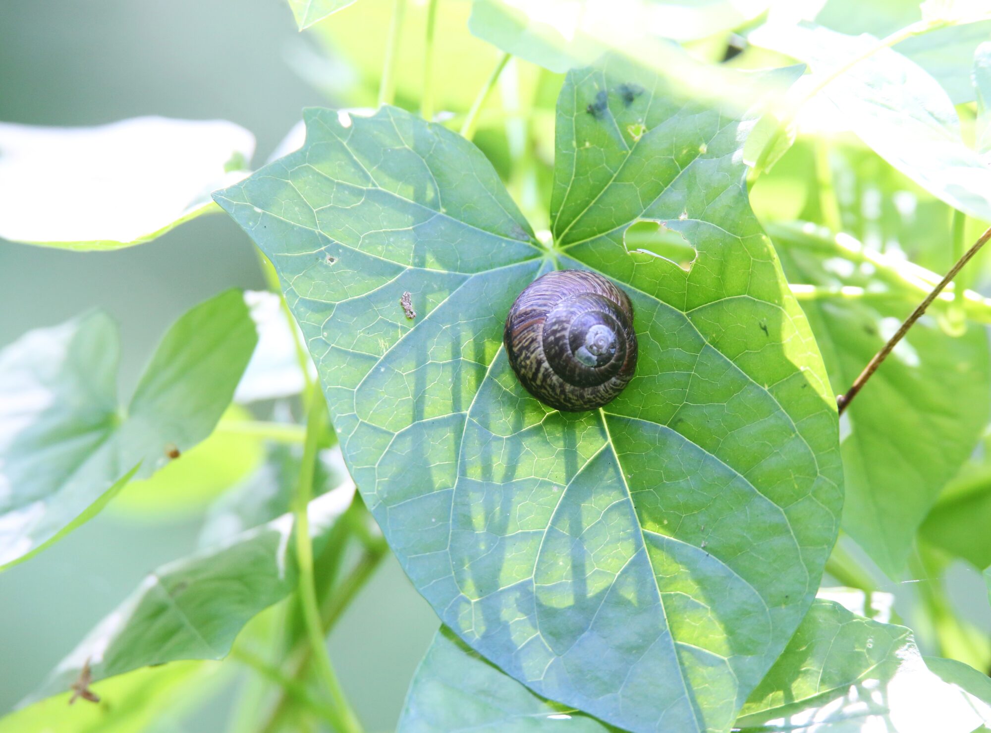 Valokuvaaja: Jaana Saarelainen