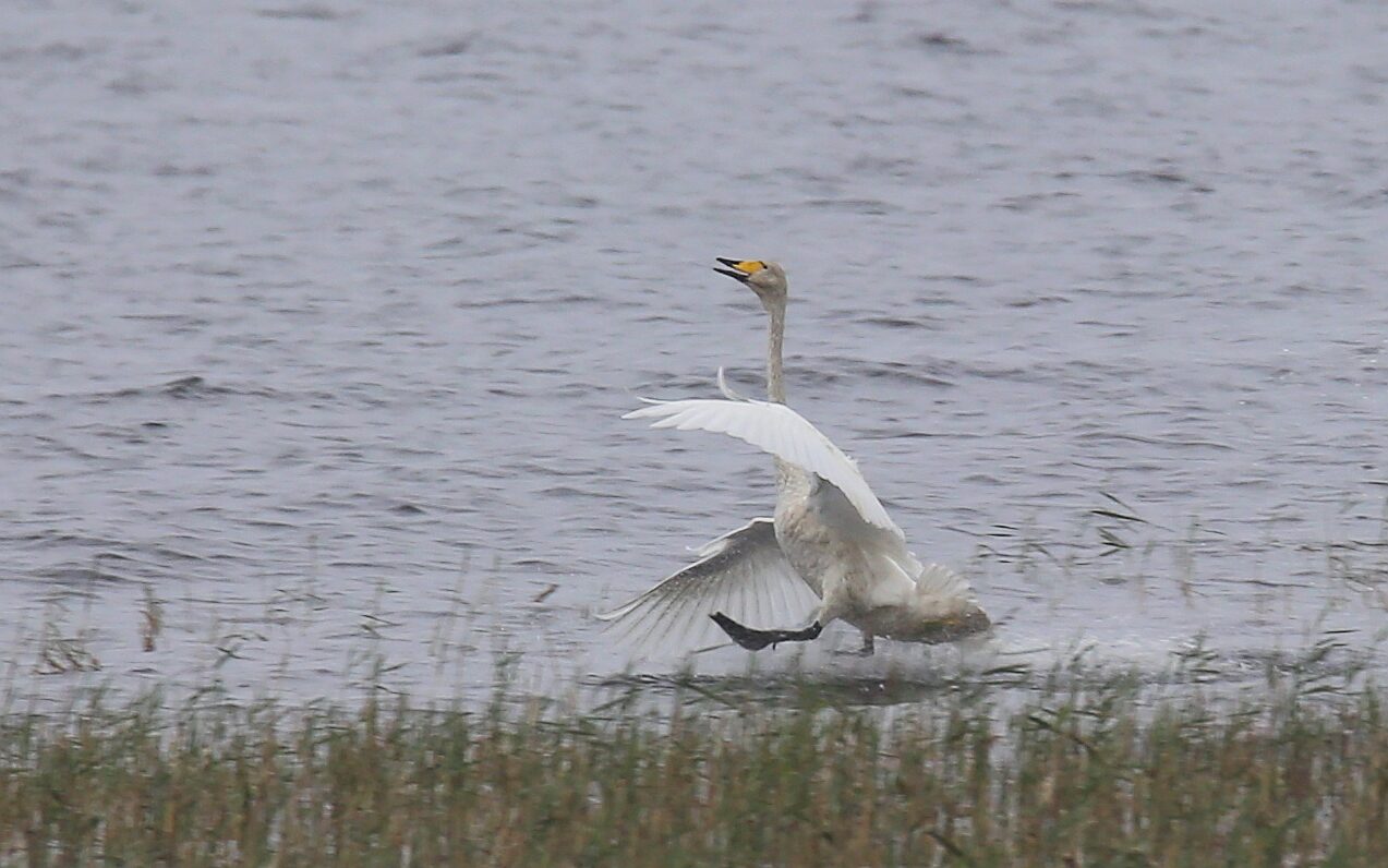 Valokuvaaja: Jaana Saarelainen Valokuvaaja: Jaana Saarelainen