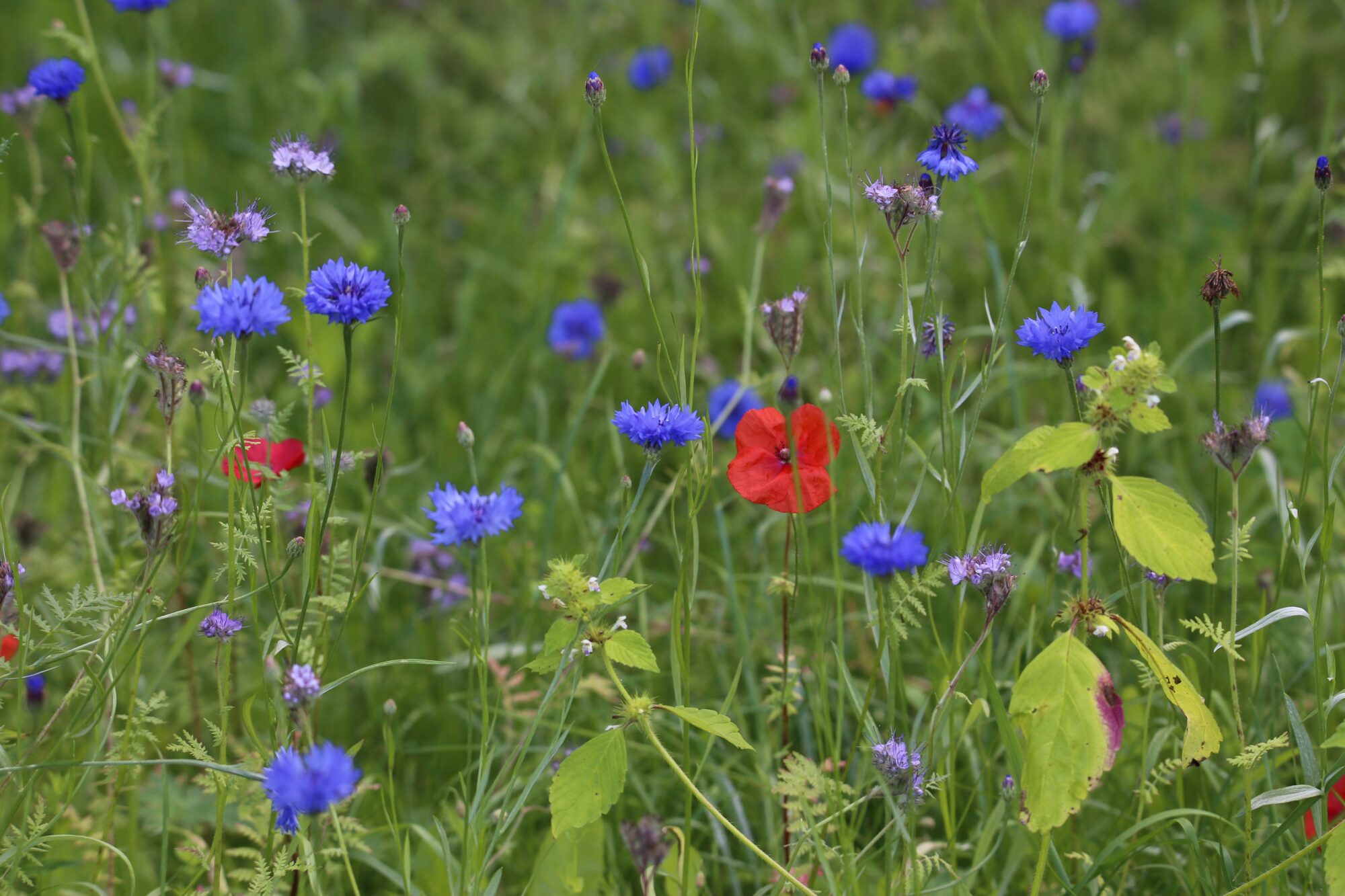 Valokuvaaja: Jaana Saarelainen