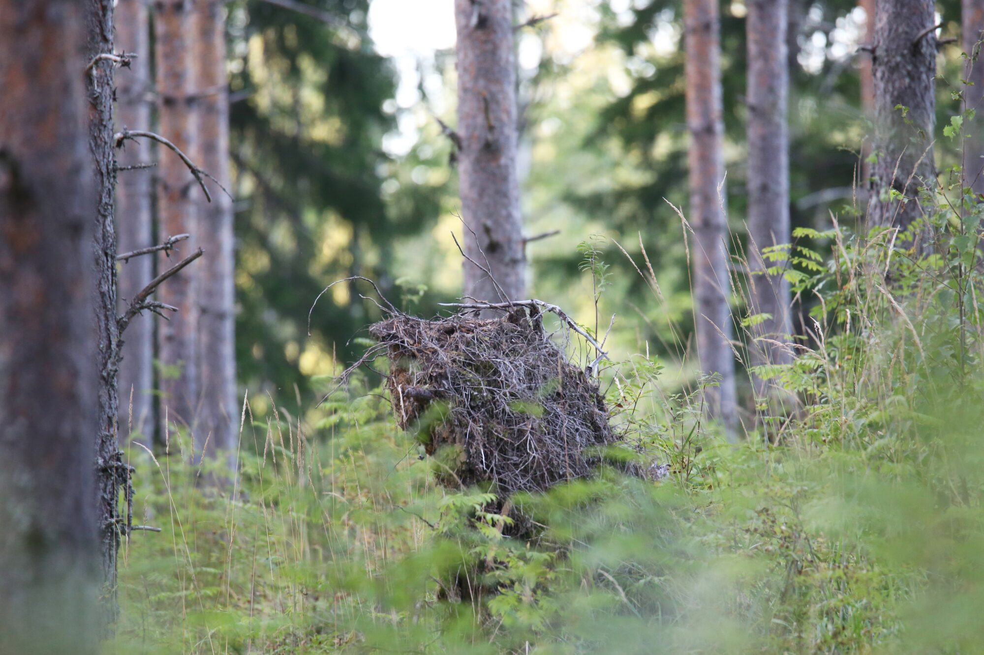 Valokuvaaja: Jaana Saarelainen