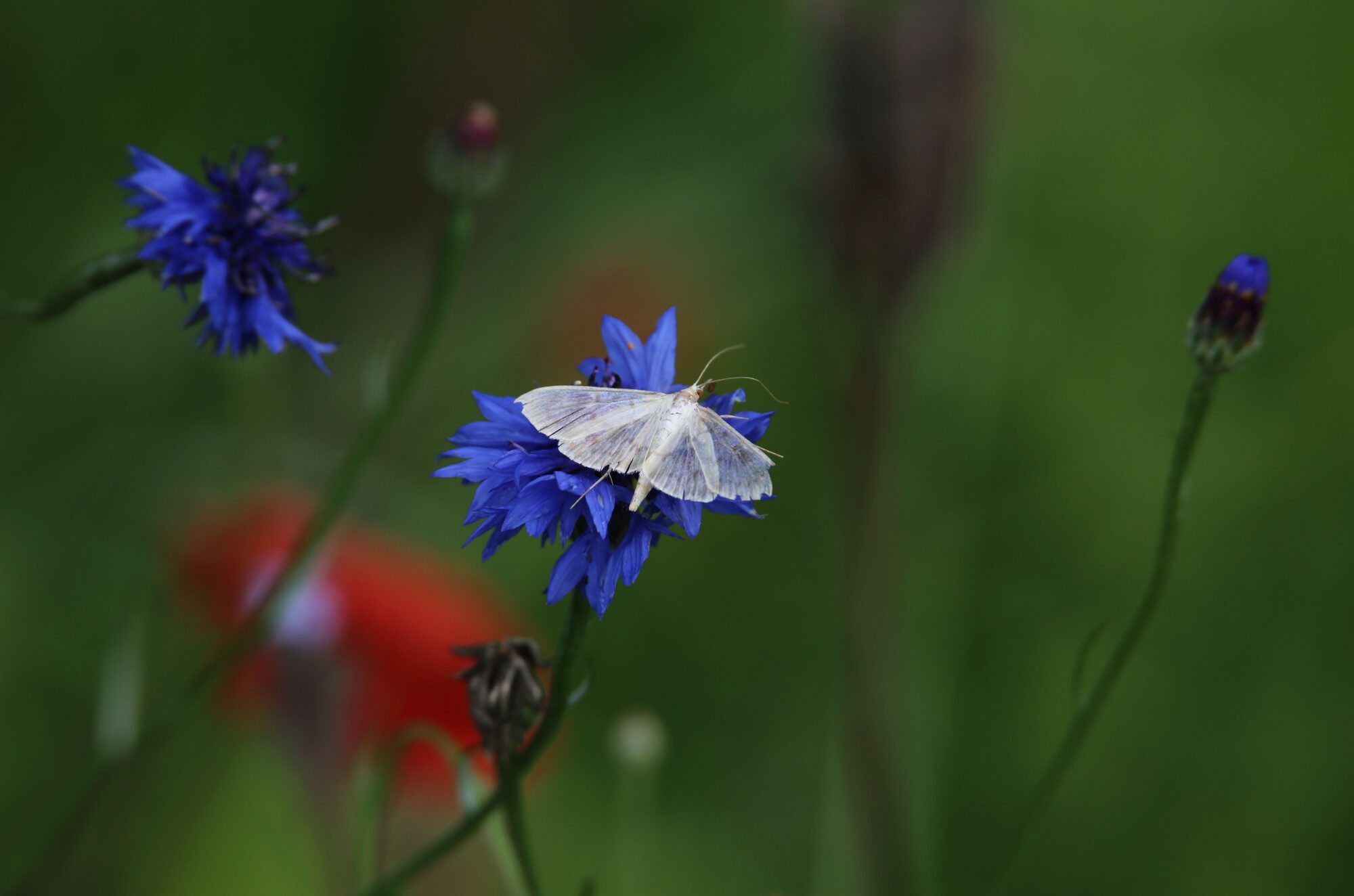 Valokuvaaja: Jaana Saarelainen