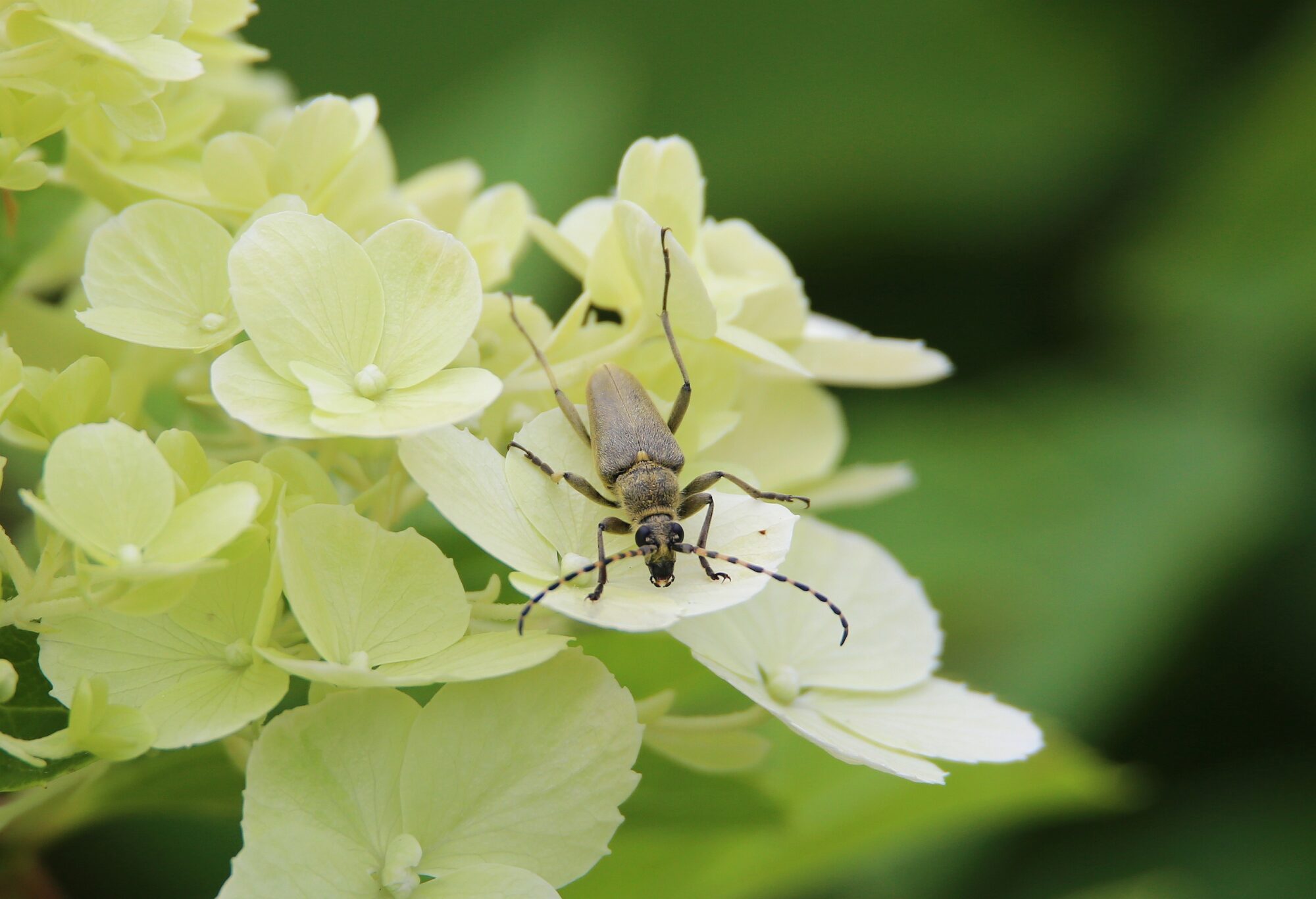 Valokuvaaja: Jaana Saarelainen