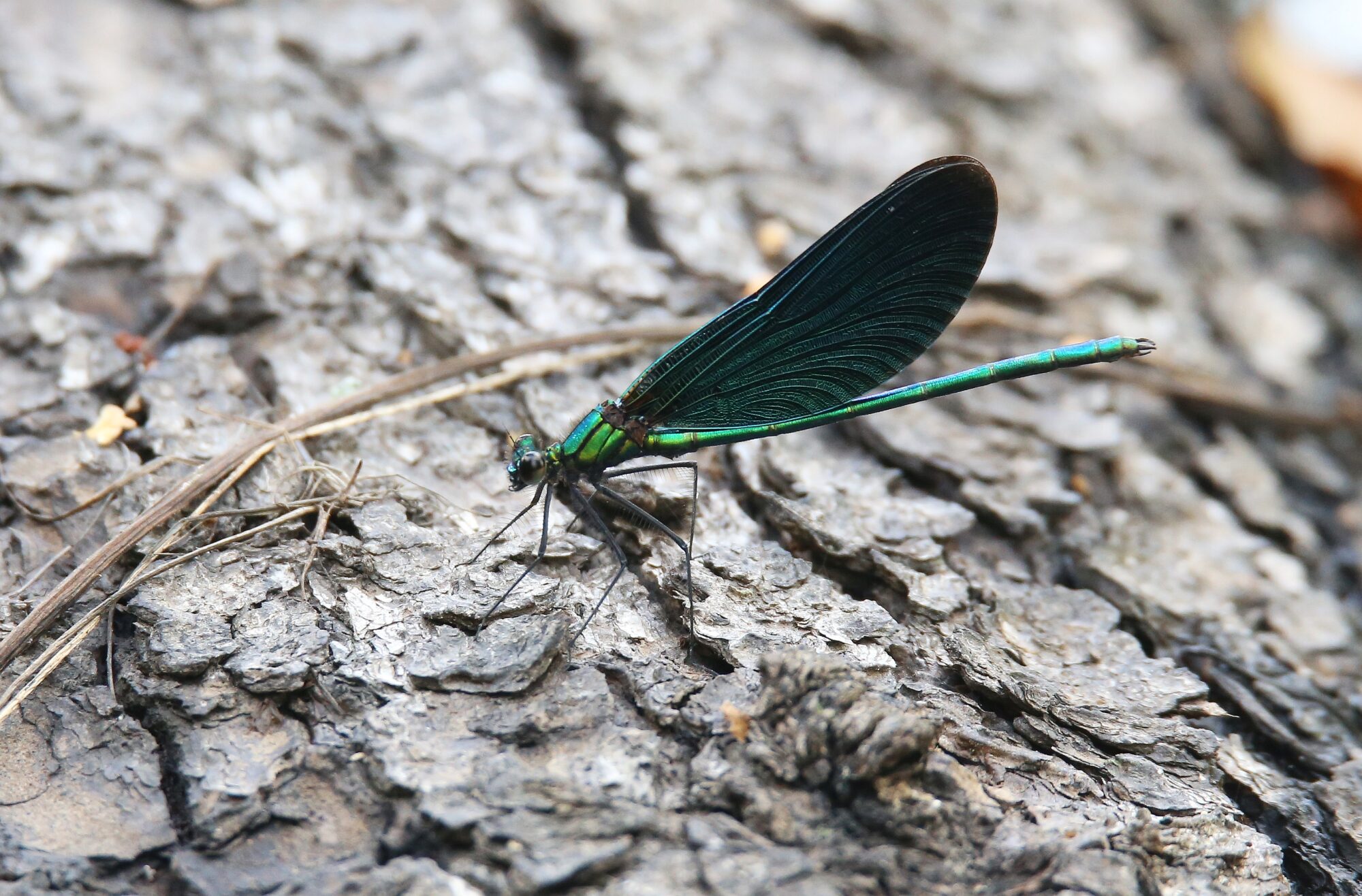 Valokuvaaja: Jaana Saarelainen