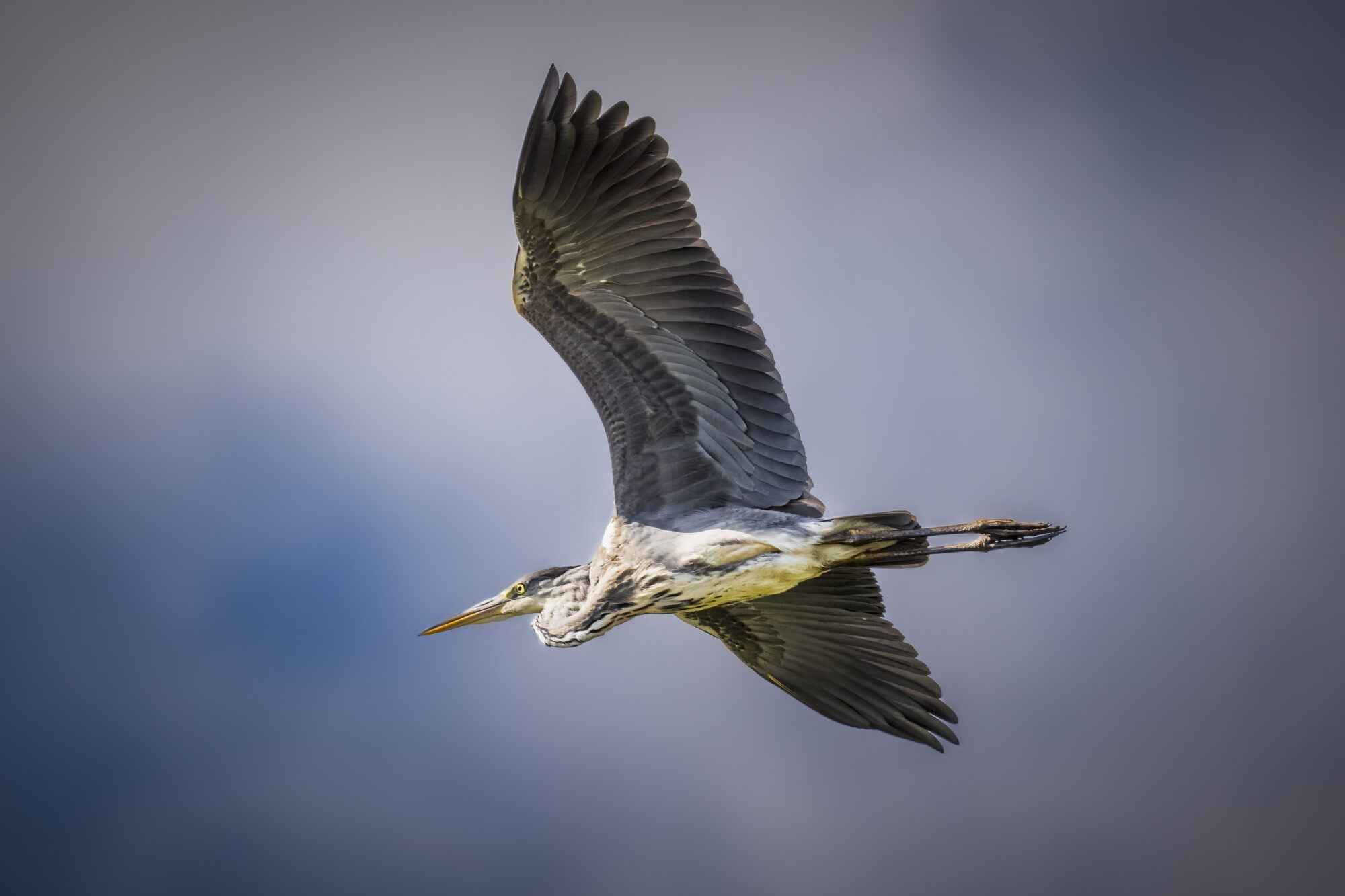 Valokuvaaja: Risto Lavi