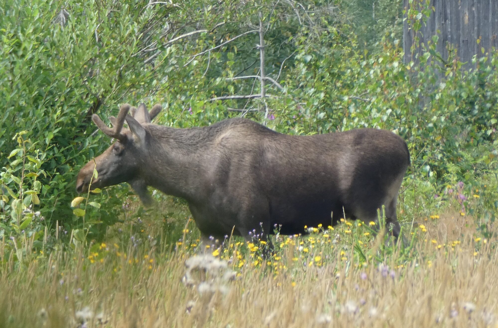 Valokuvaaja: Anja Mustamaa