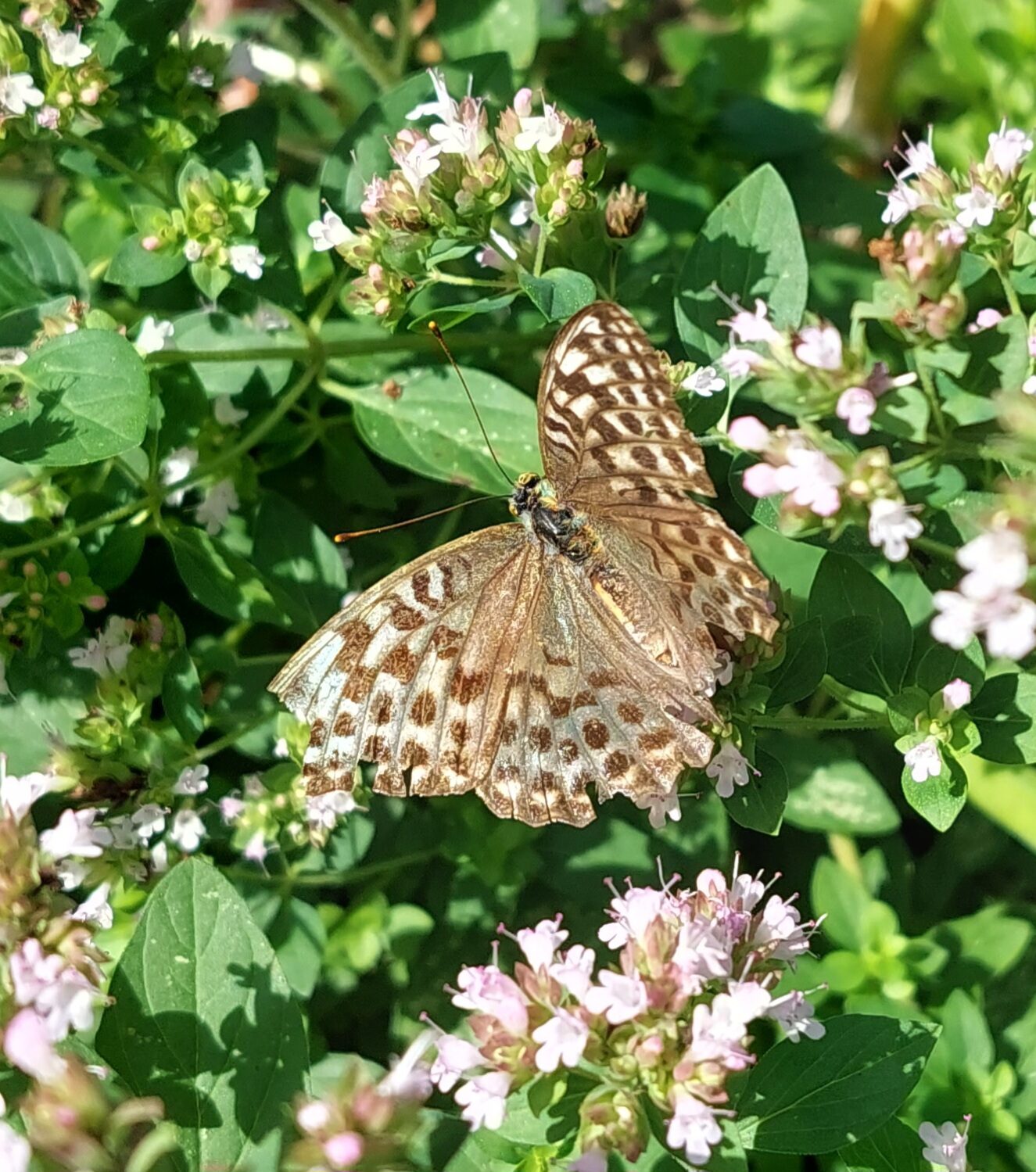 Valokuvaaja: Johanna