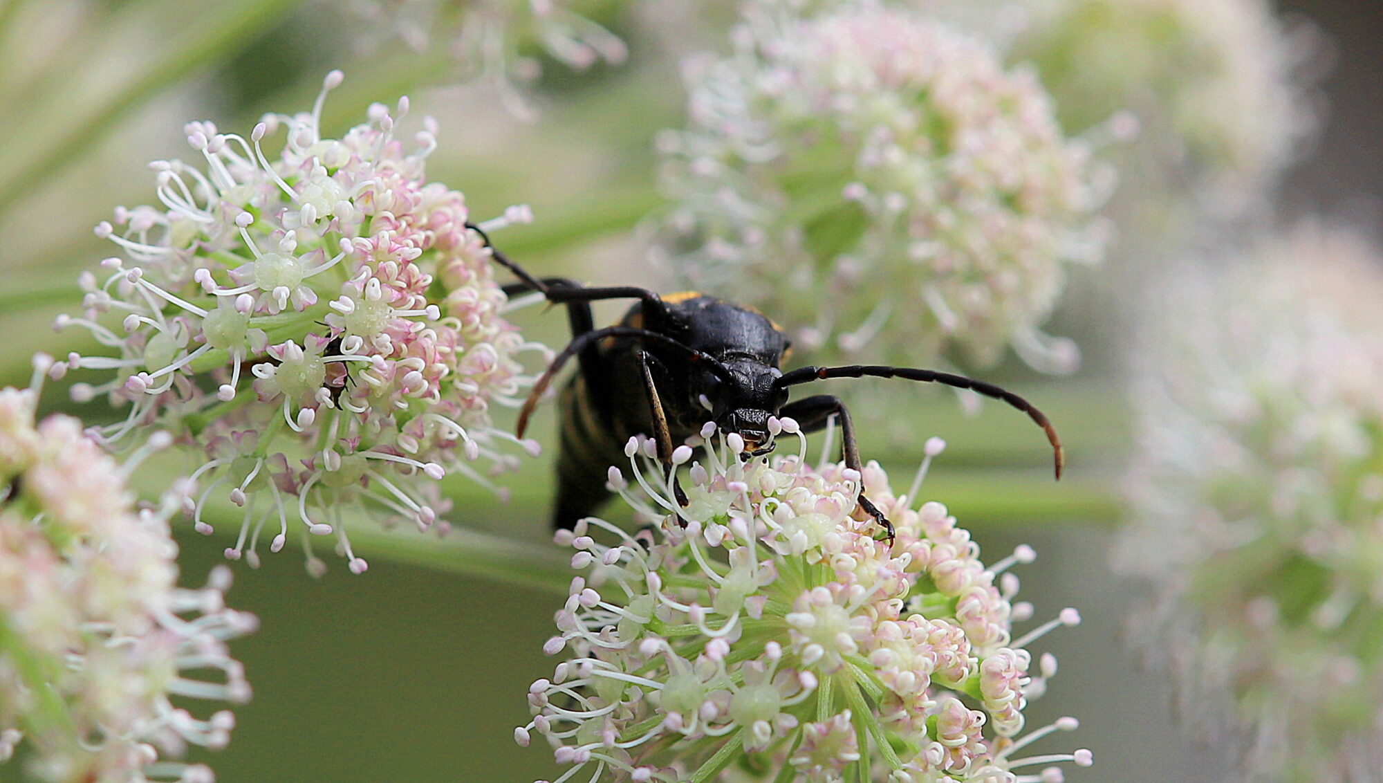Valokuvaaja: sirpa Jyske