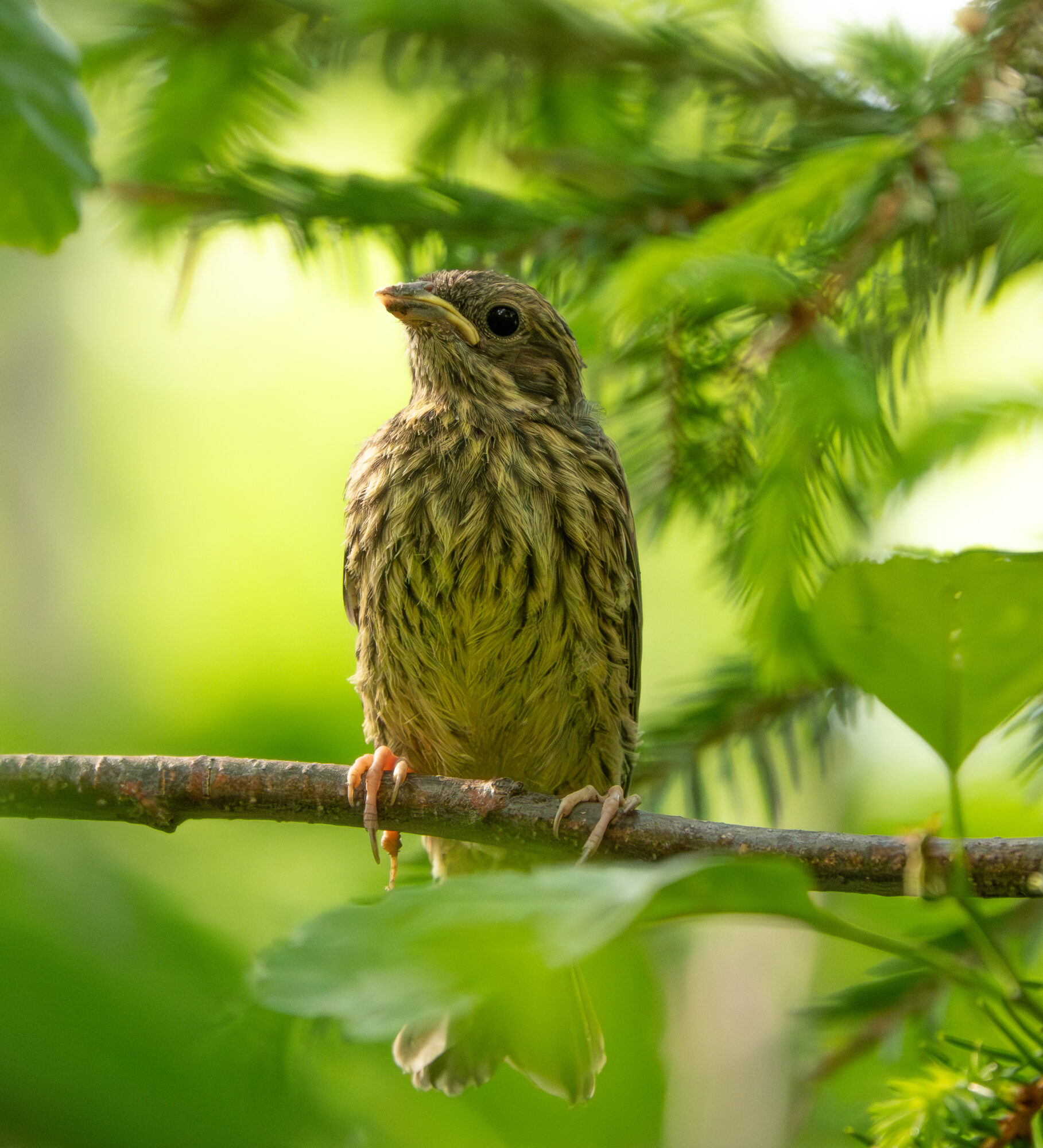 Valokuvaaja: Minna Mäkipää