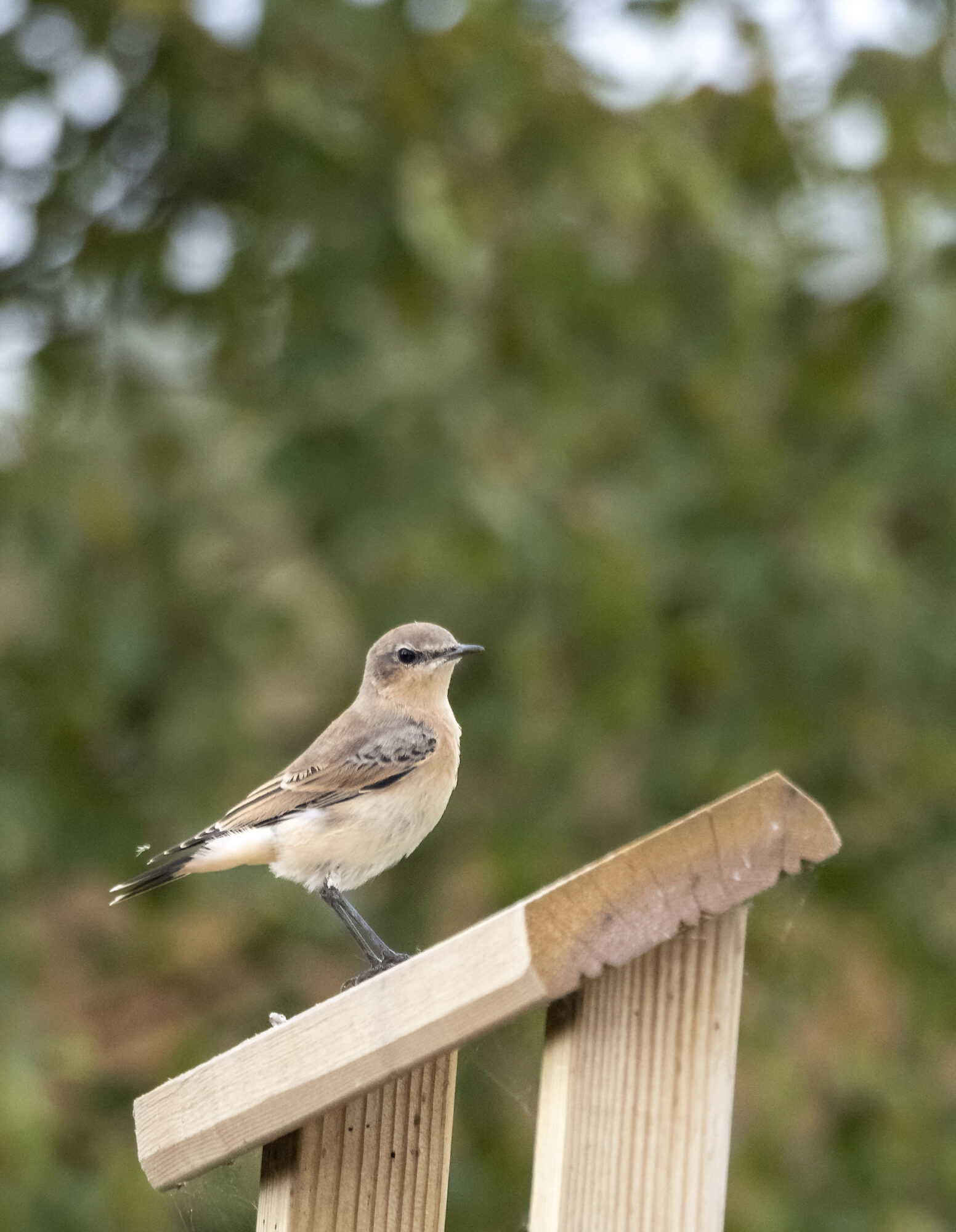 Valokuvaaja: Hannu Tikkanen