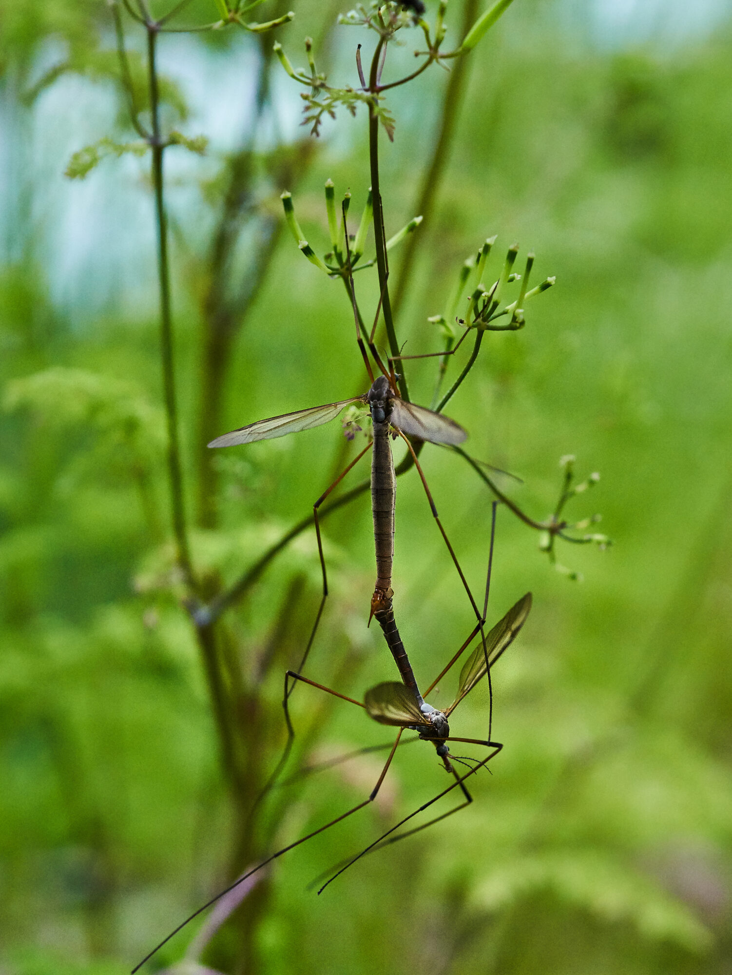 Valokuvaaja: Tarja Kouvo