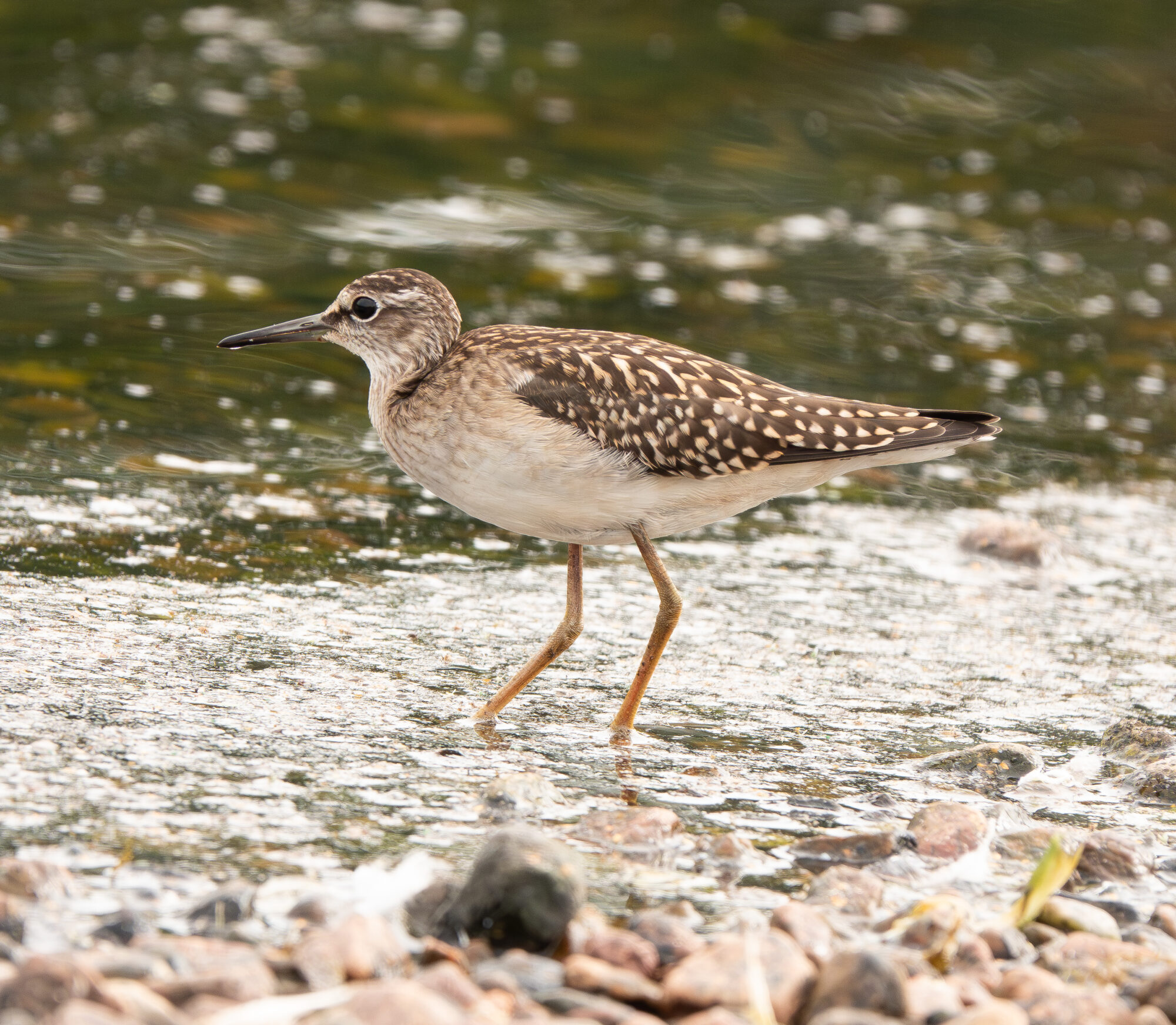 Valokuvaaja: Minna Mäkipää