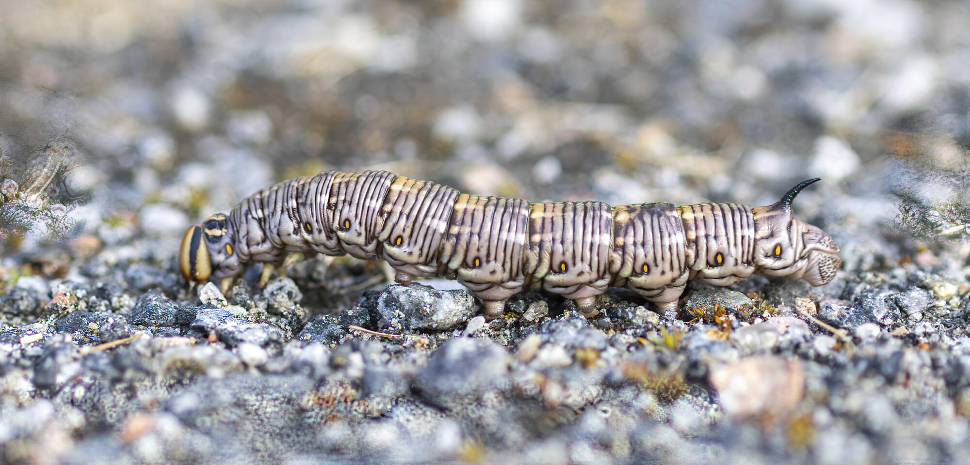 Valokuvaaja: Hannu Tikkanen