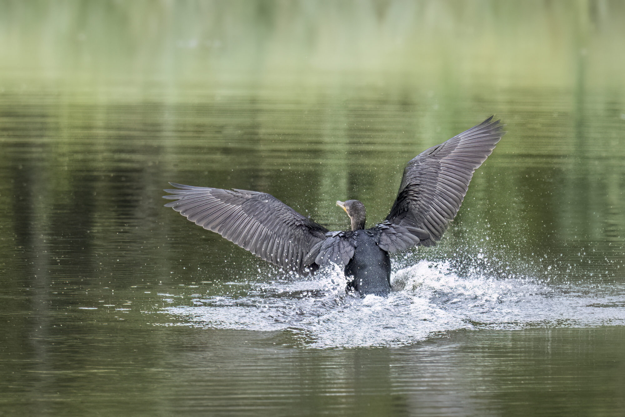 Valokuvaaja: Risto Lavi