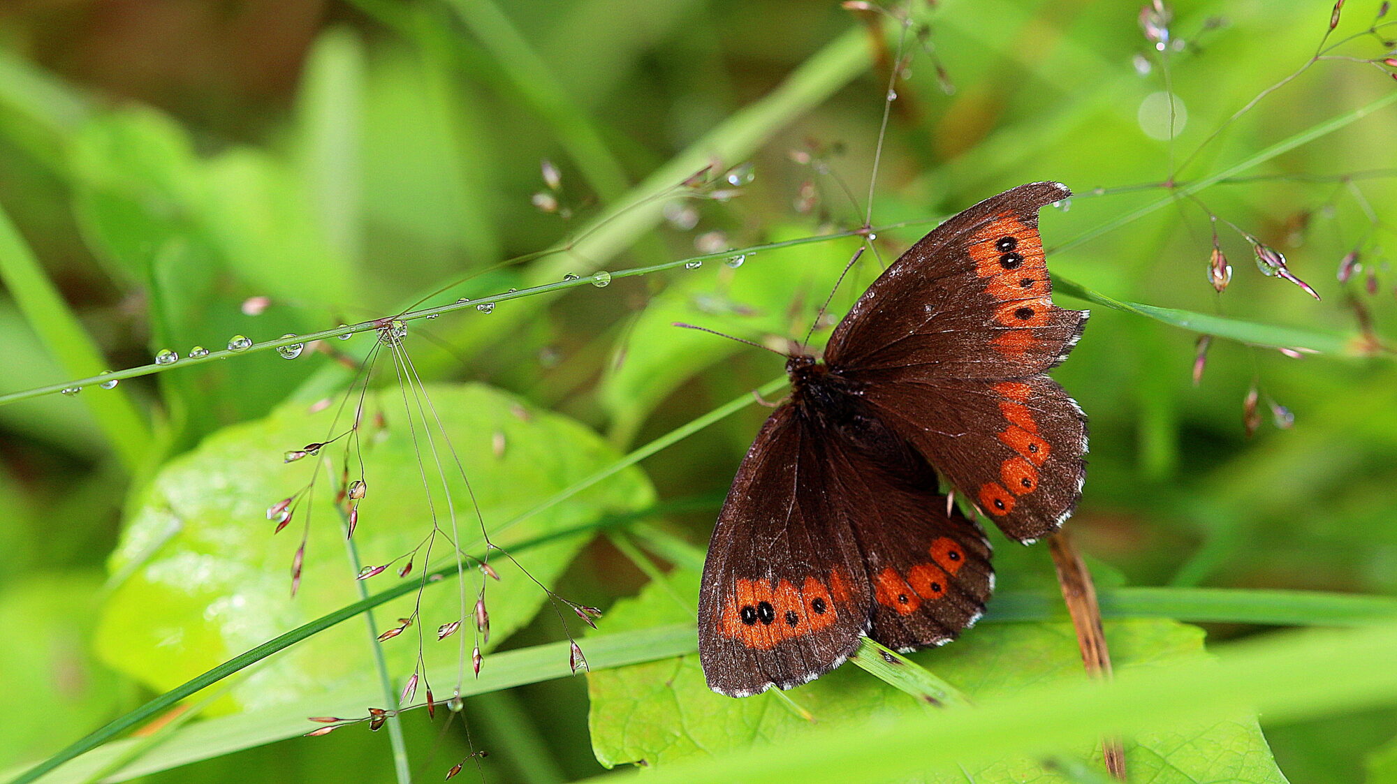 Valokuvaaja: sirpa Jyske