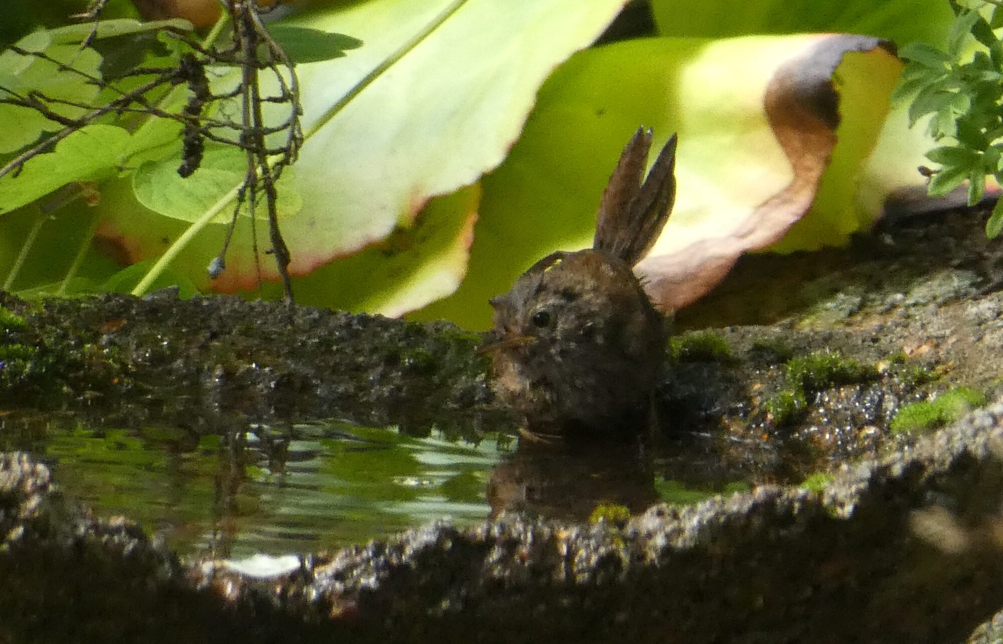 Valokuvaaja: Anja Mustamaa