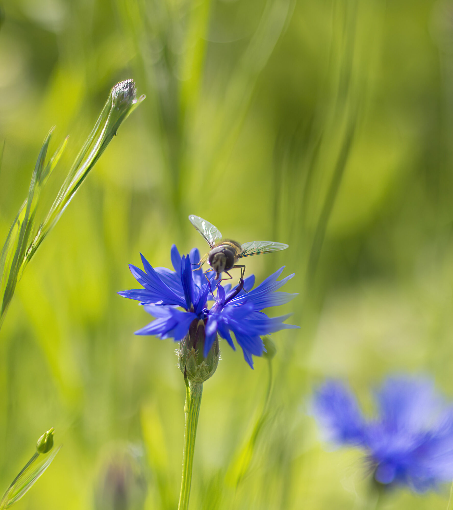 Valokuvaaja: Hannu Tikkanen