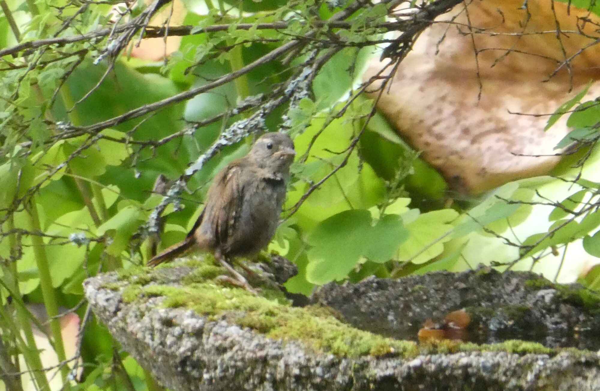 Valokuvaaja: Anja Mustamaa