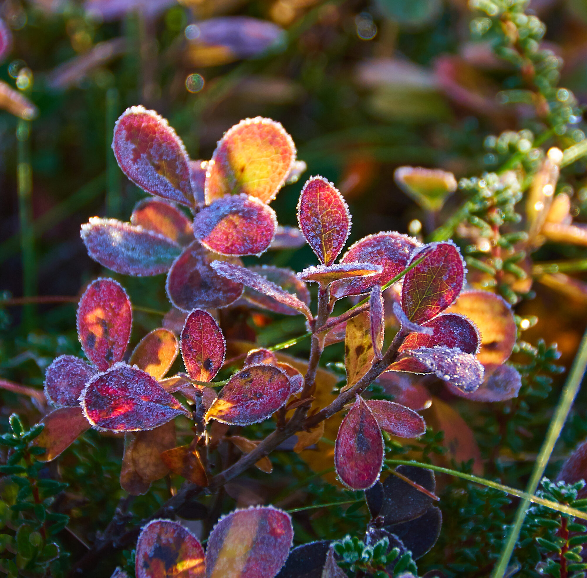 Valokuvaaja: Tarja Kouvo