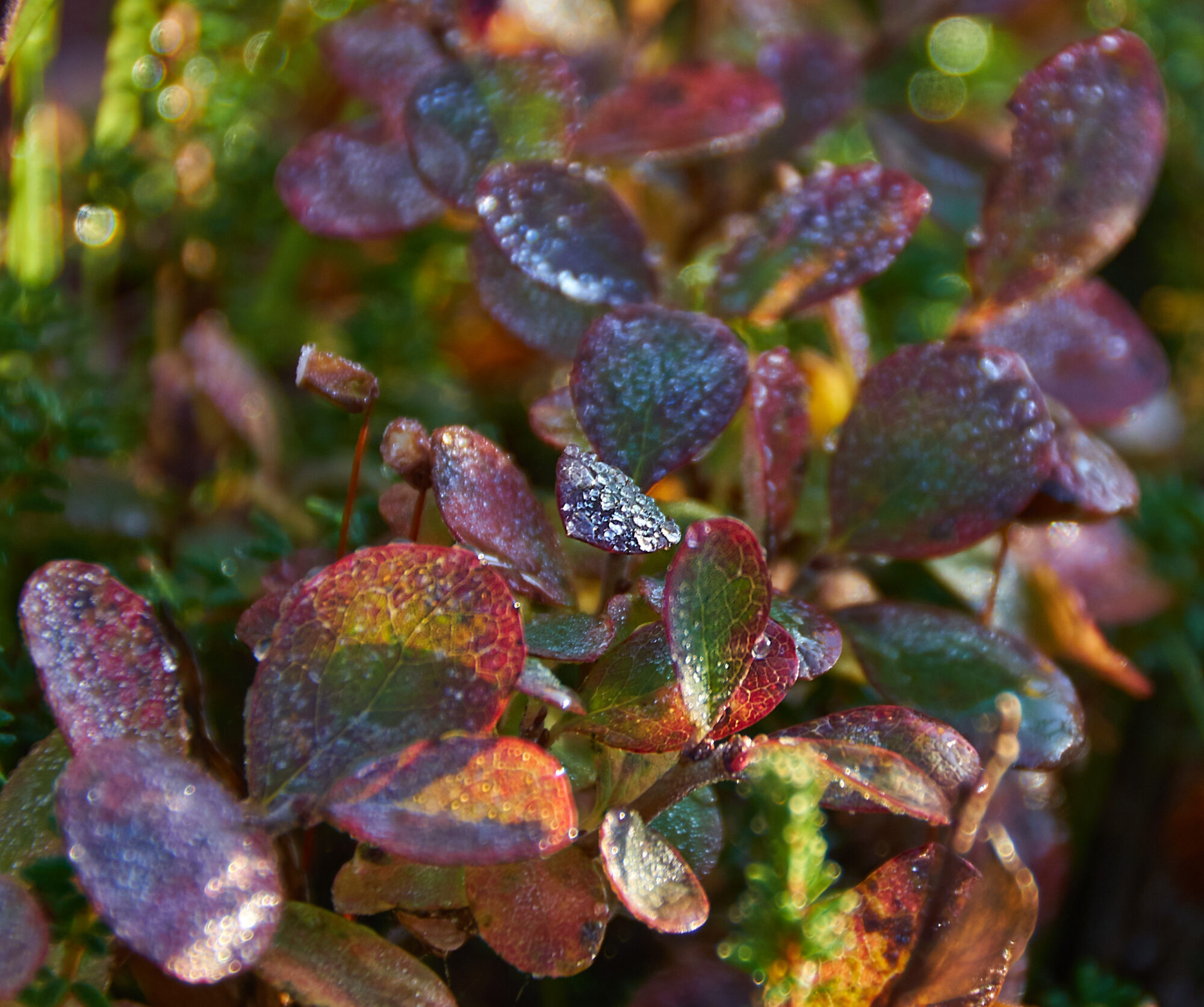 Valokuvaaja: Tarja Kouvo