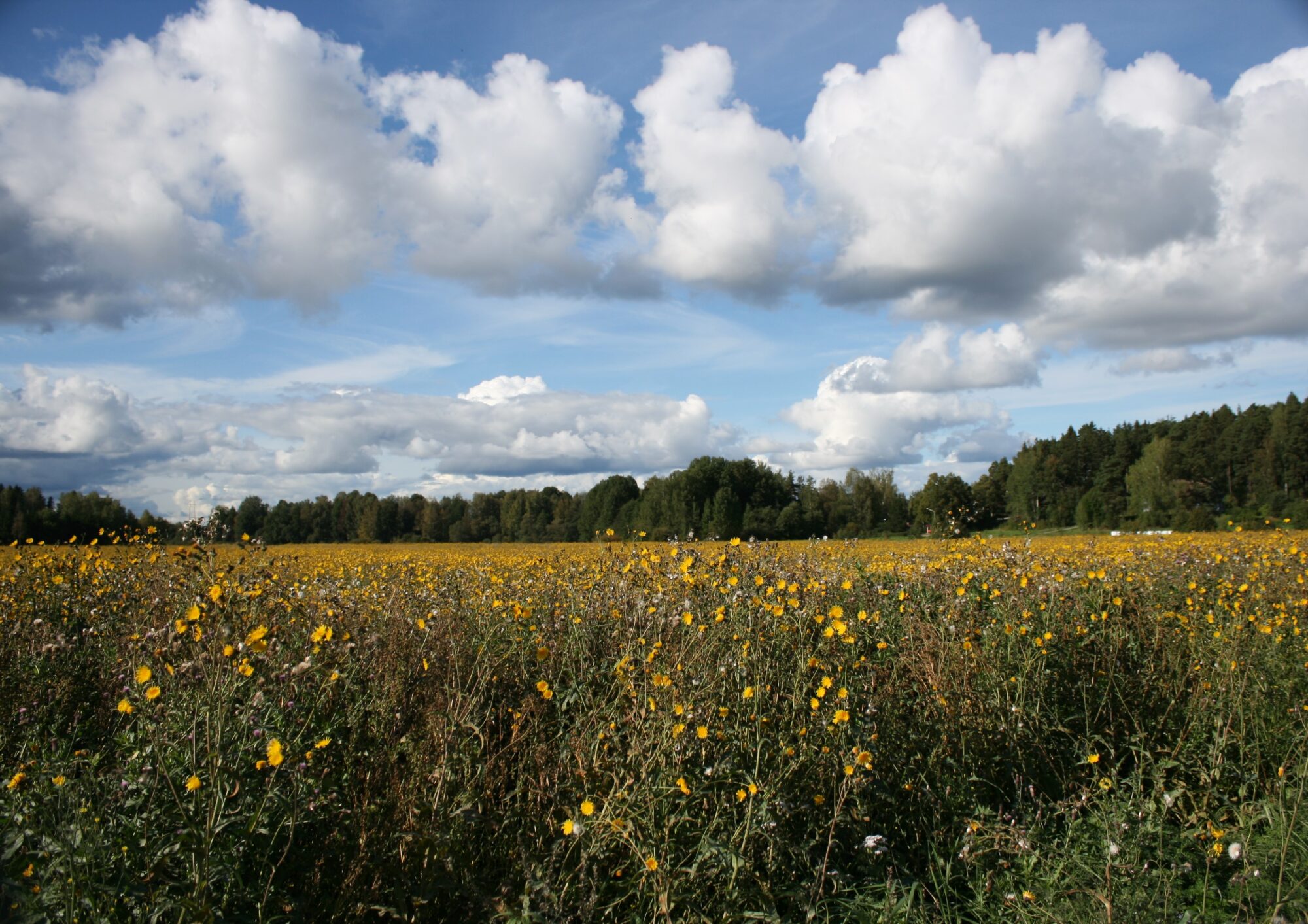 Valokuvaaja: Katri Mäkinen