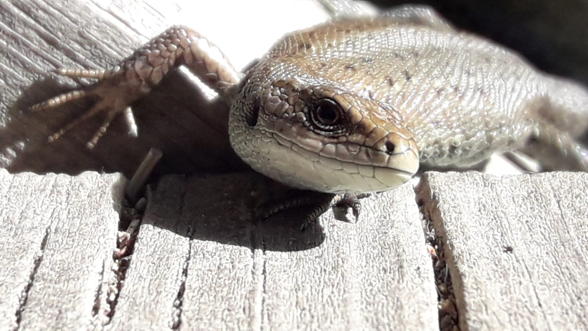 Valokuvaaja: Pihla Auvomaa