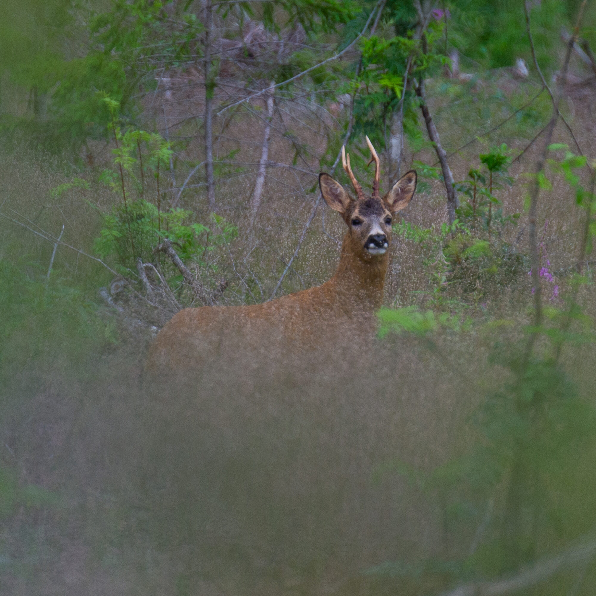 Valokuvaaja: Helena Minkkilä