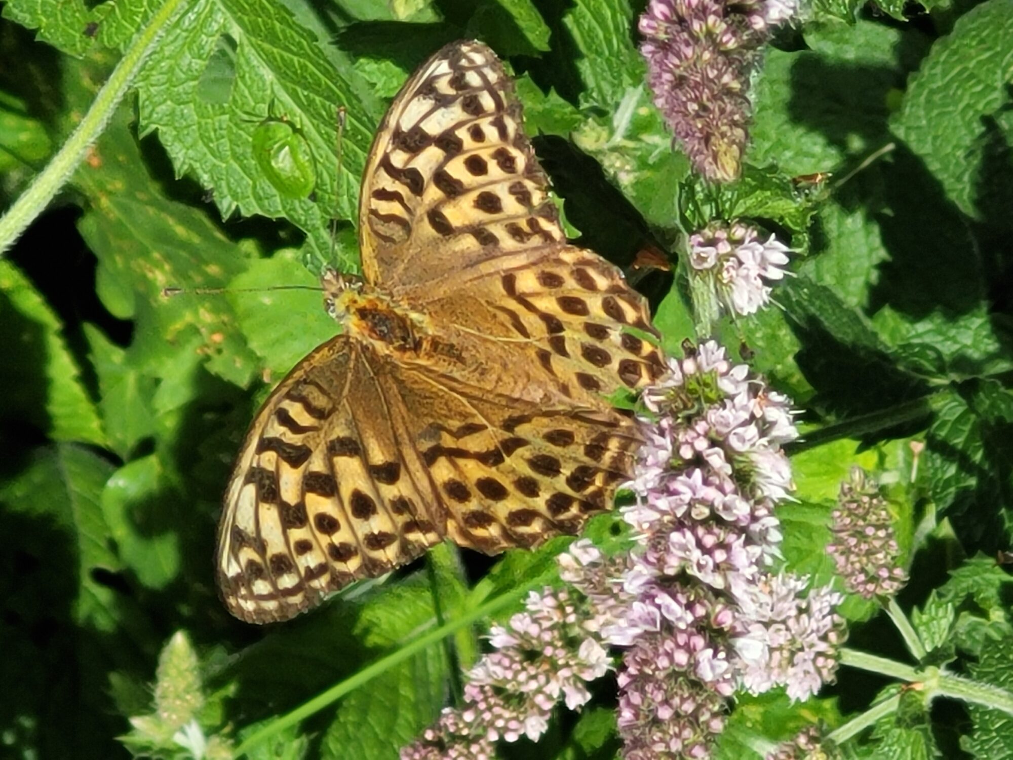 Valokuvaaja: Sari Karjalainen