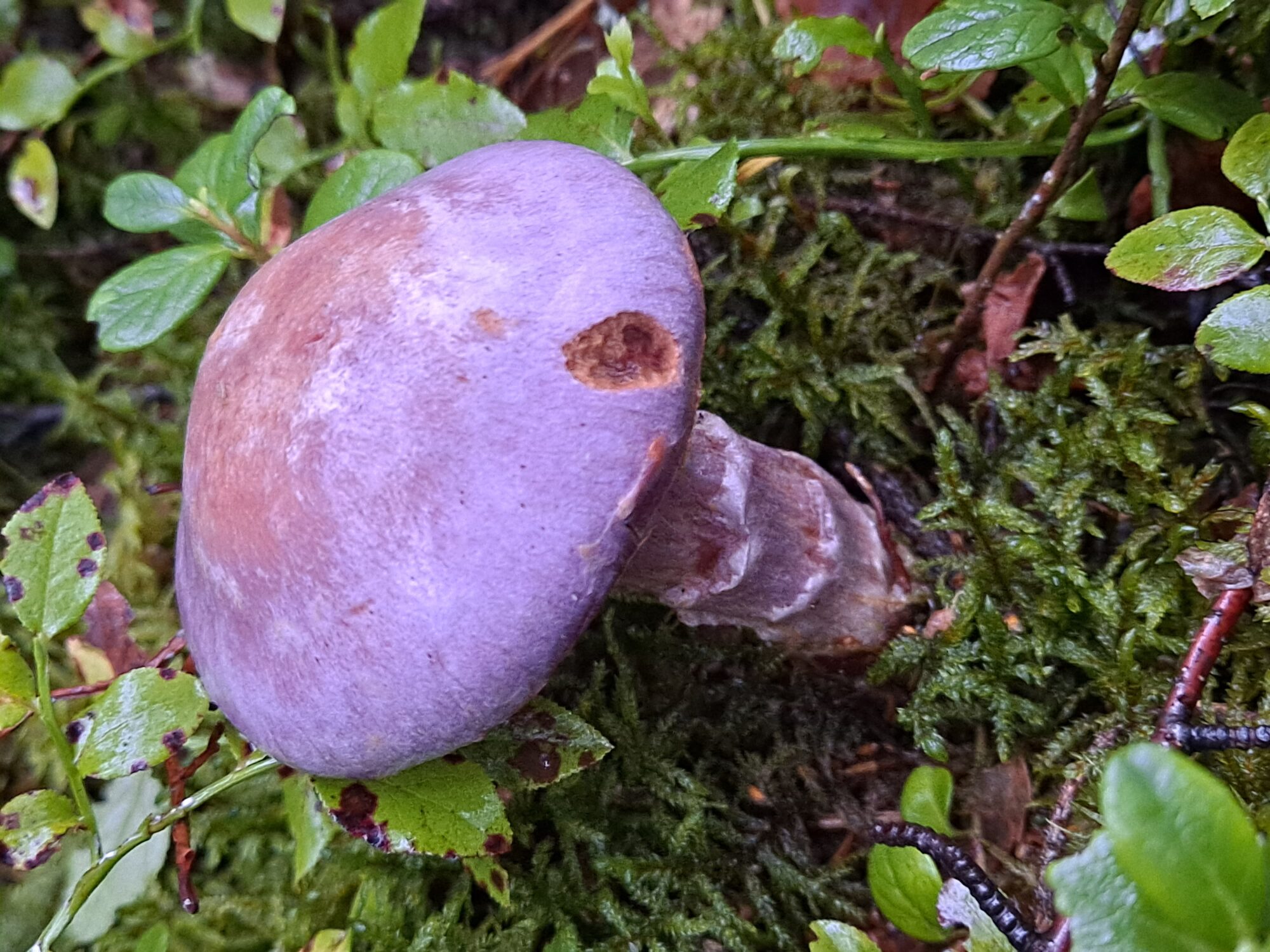 Valokuvaaja: Satu Suuntala